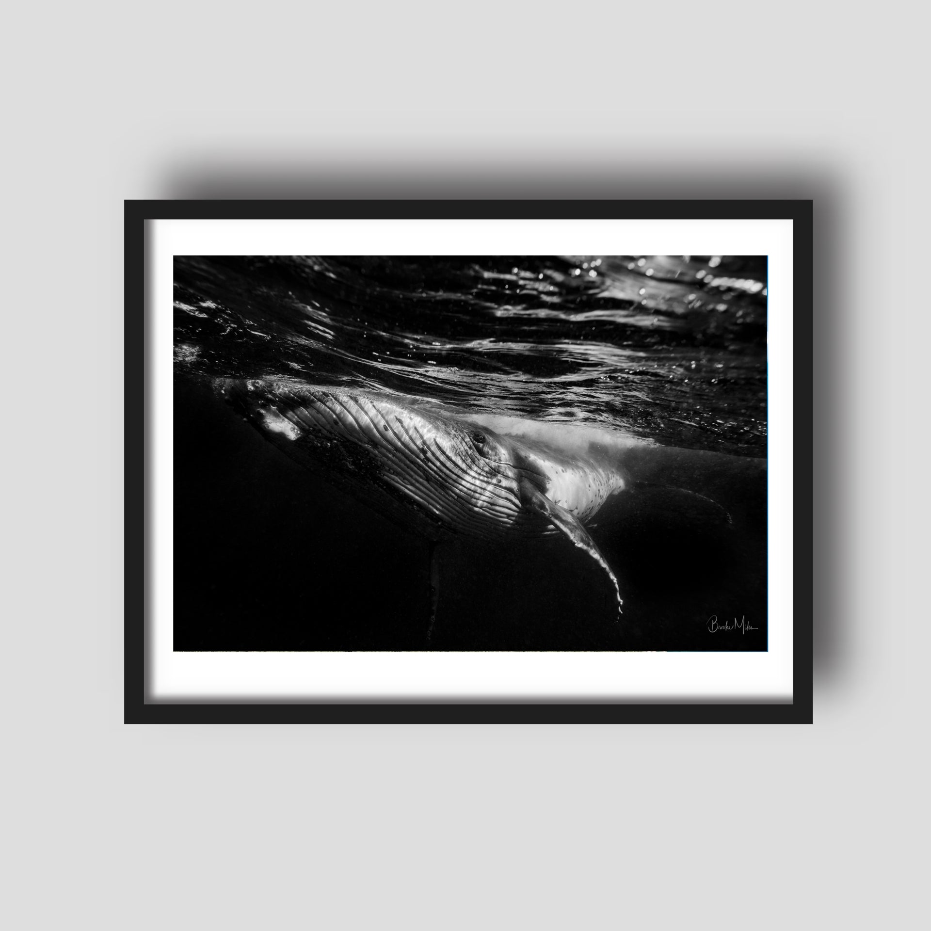 Crazy Eye - Humpback Whale Print