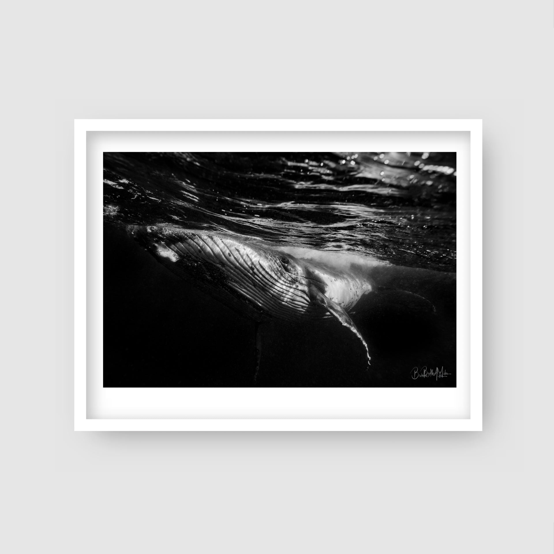 Crazy Eye - Humpback Whale Print