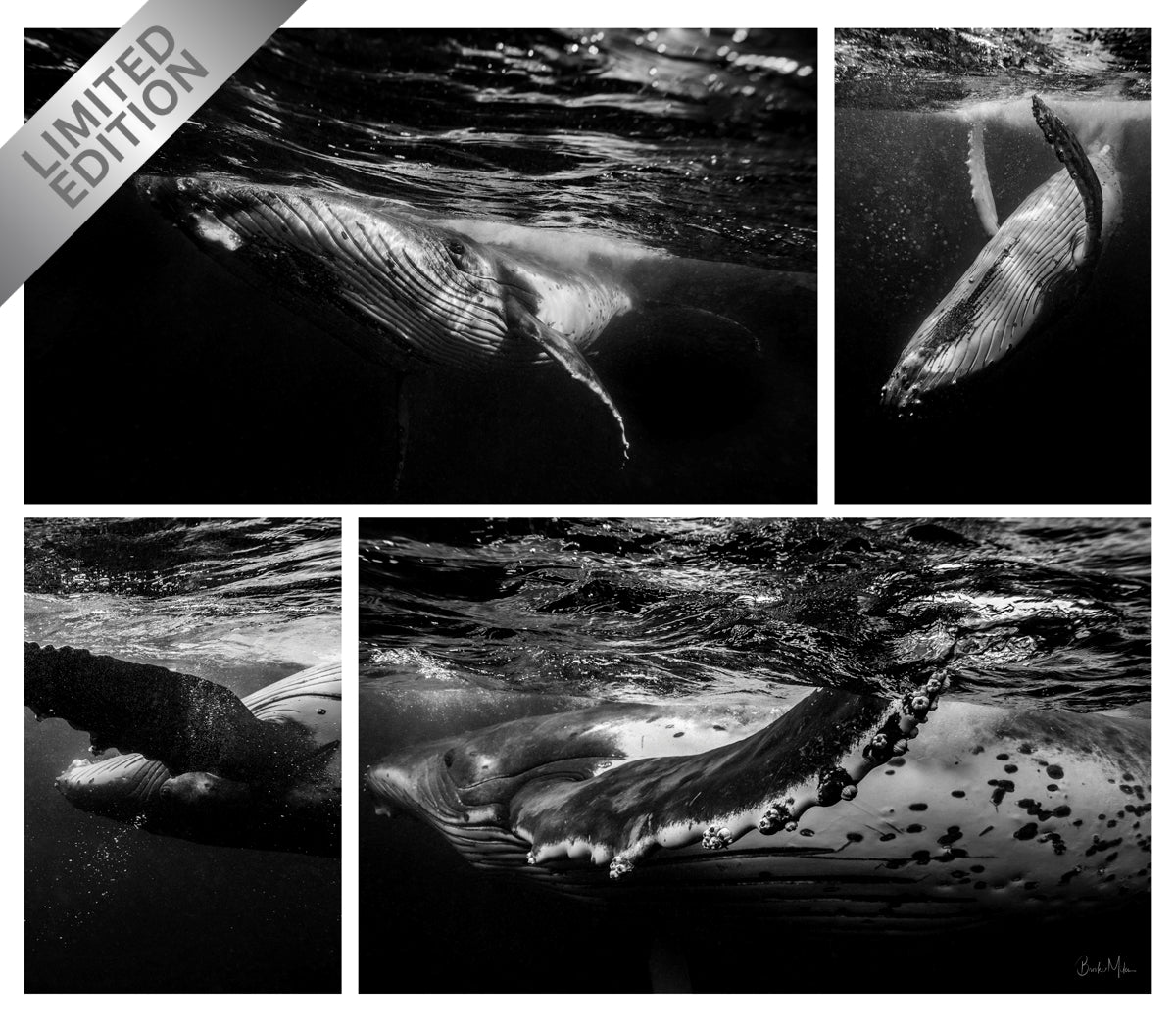 Crazy Whale Set - Humpback Whale Print