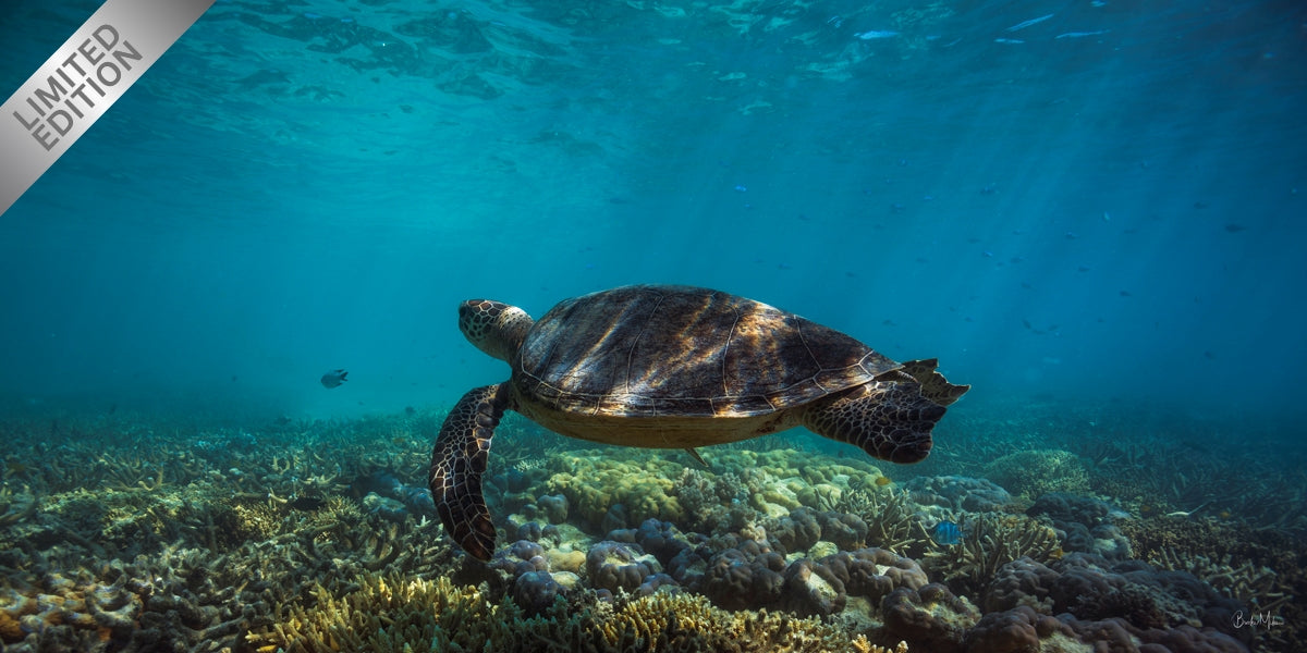 Cruisin - Turtle Print