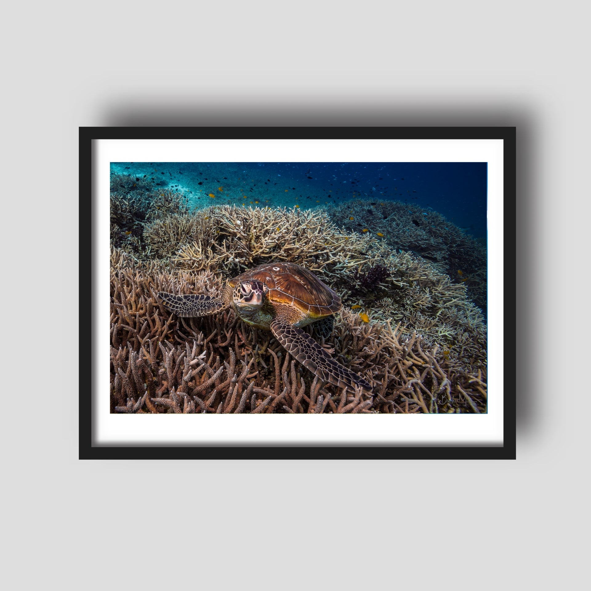 Crush - Green Sea Turtle Print - Great Barrier Reef