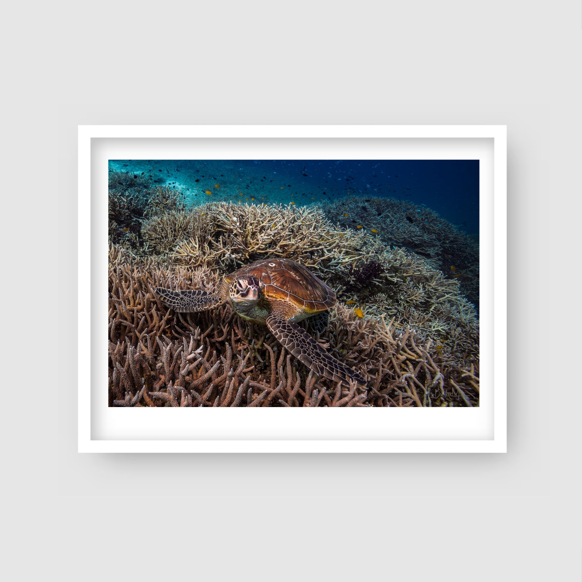 Crush - Green Sea Turtle Print - Great Barrier Reef