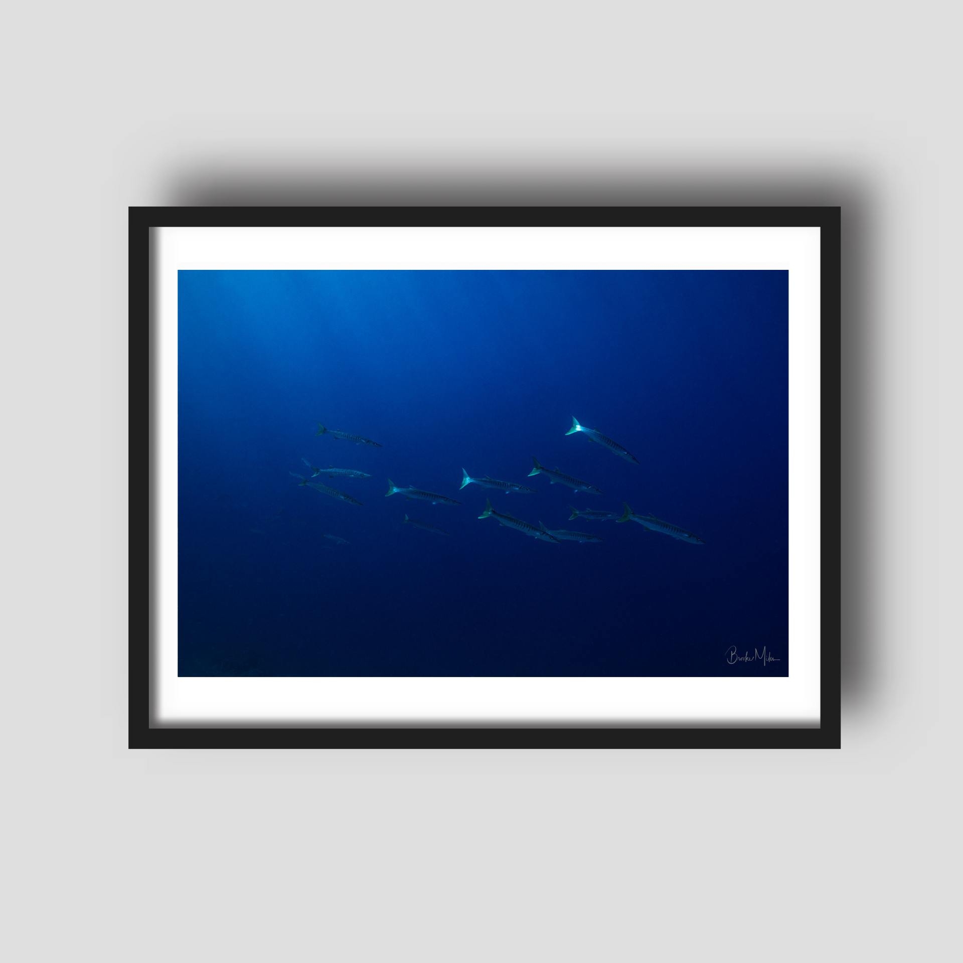 Cuda Descende - Underwater Fish Print