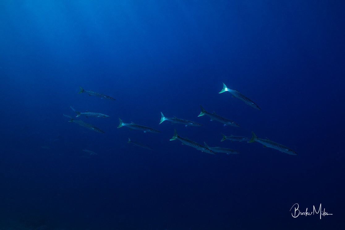Cuda Descende - Underwater Fish Print