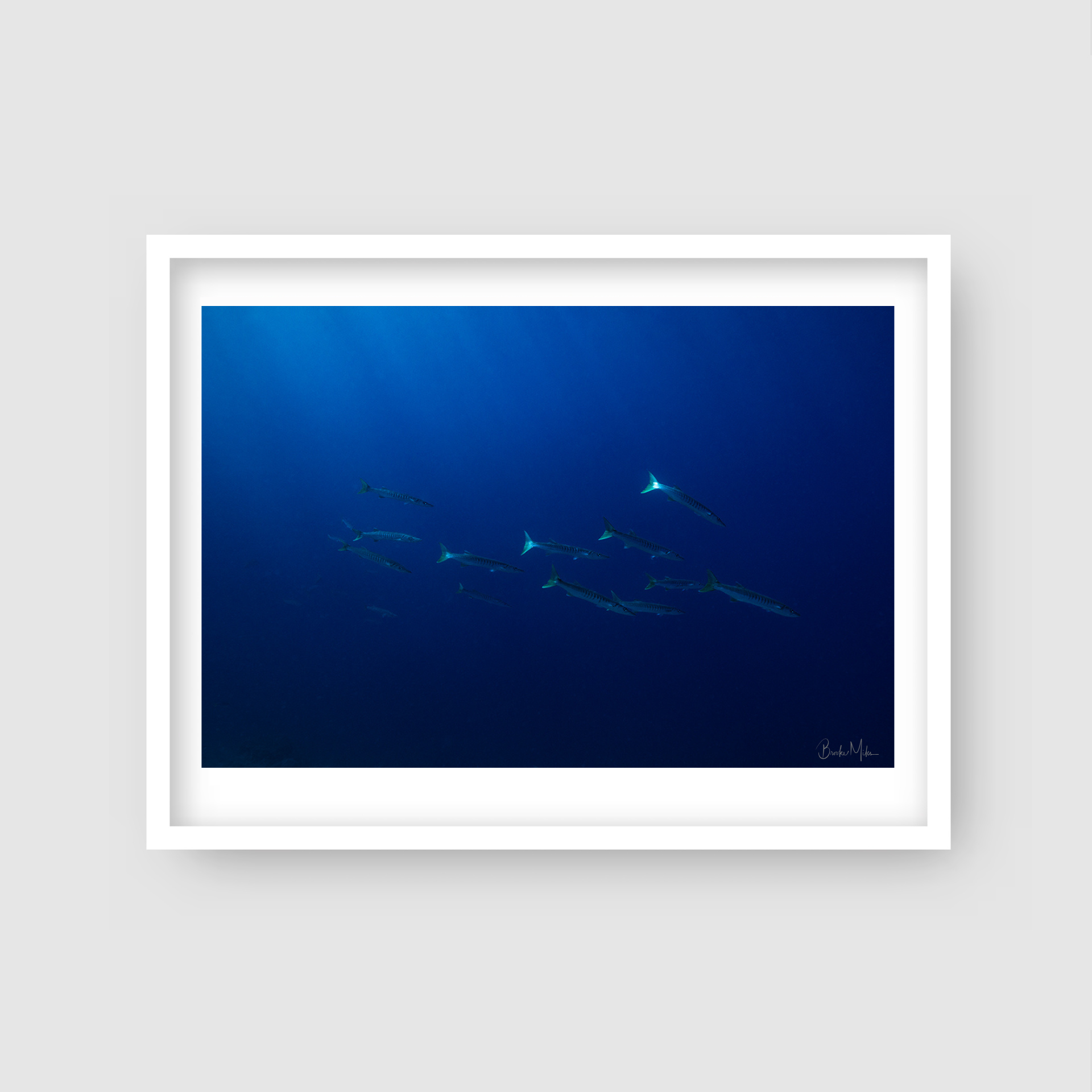 Cuda Descende - Underwater Fish Print