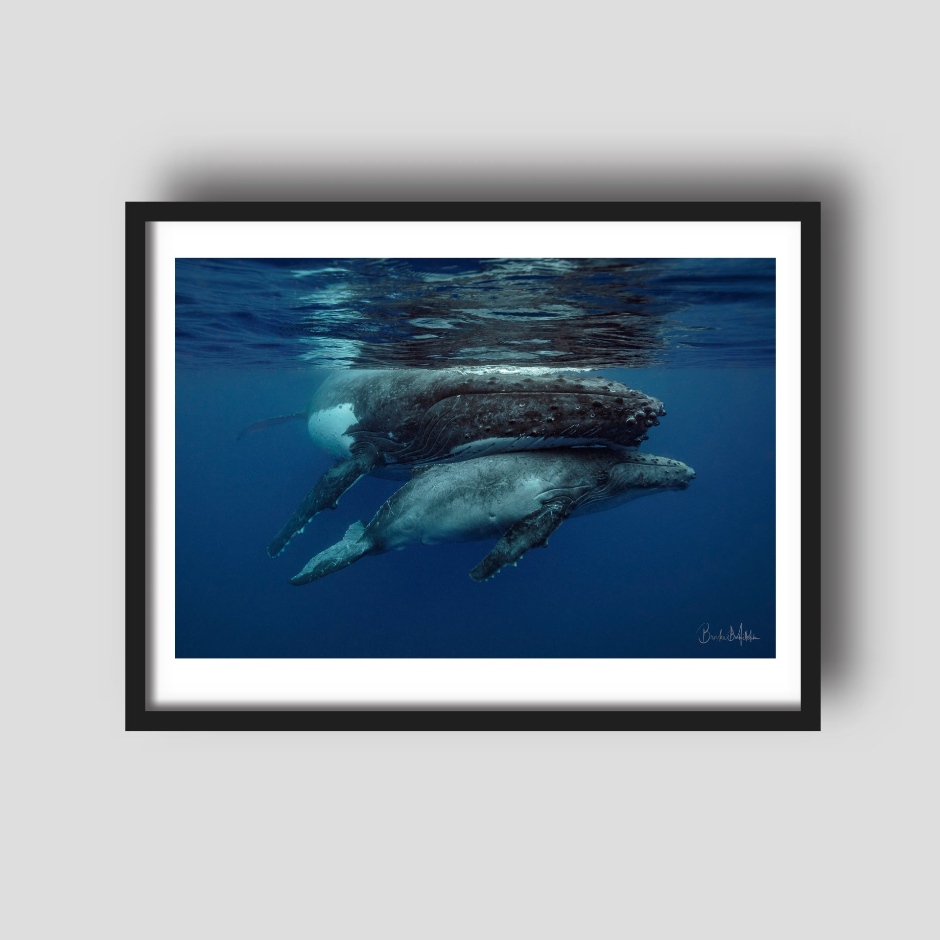 Cuddles - Humpback Whale Print