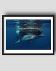 Cuddles - Humpback Whale Print