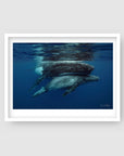 Cuddles - Humpback Whale Print