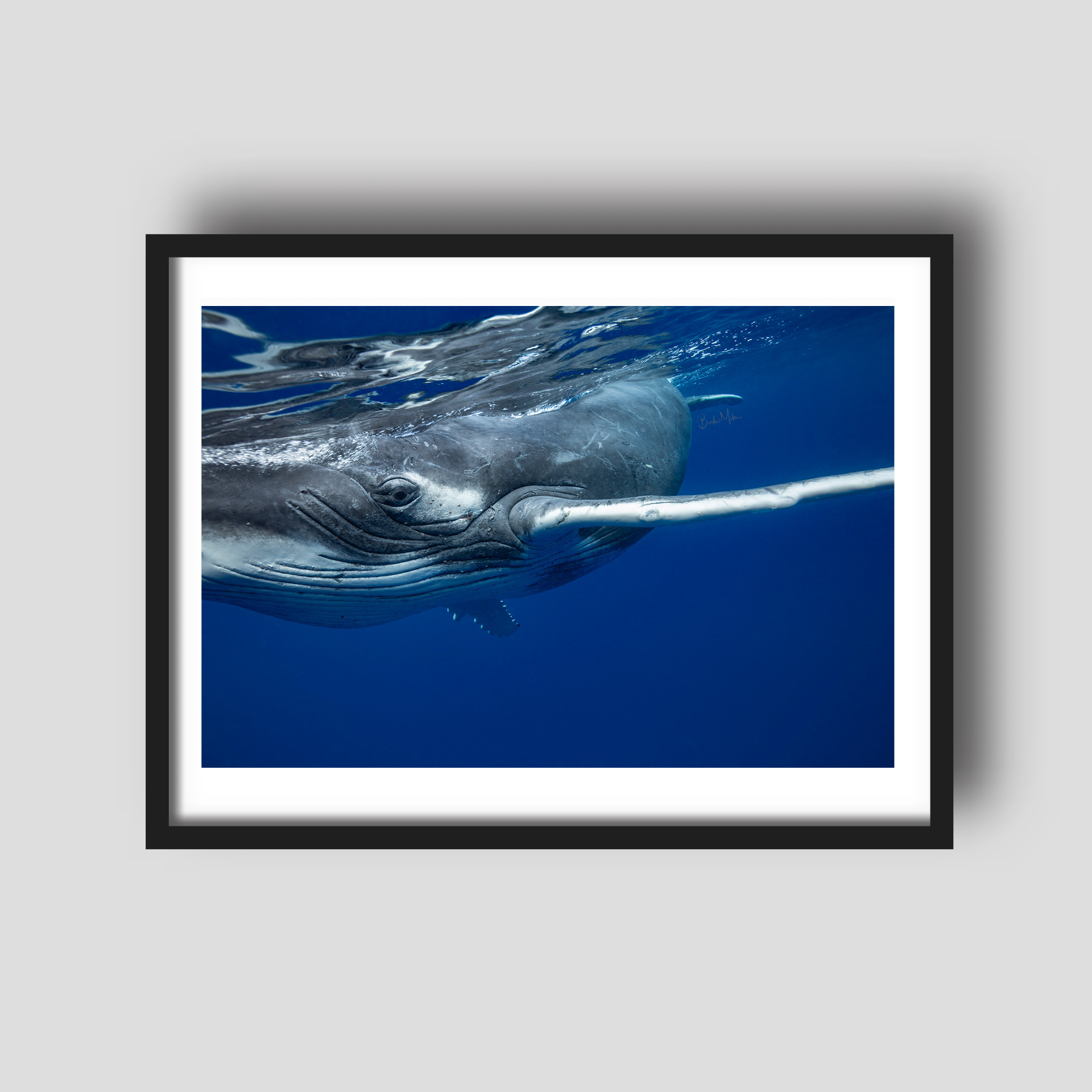 Curious - Humpback Whale Print