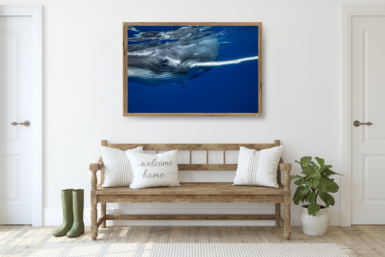 Curious - Humpback Whale Print