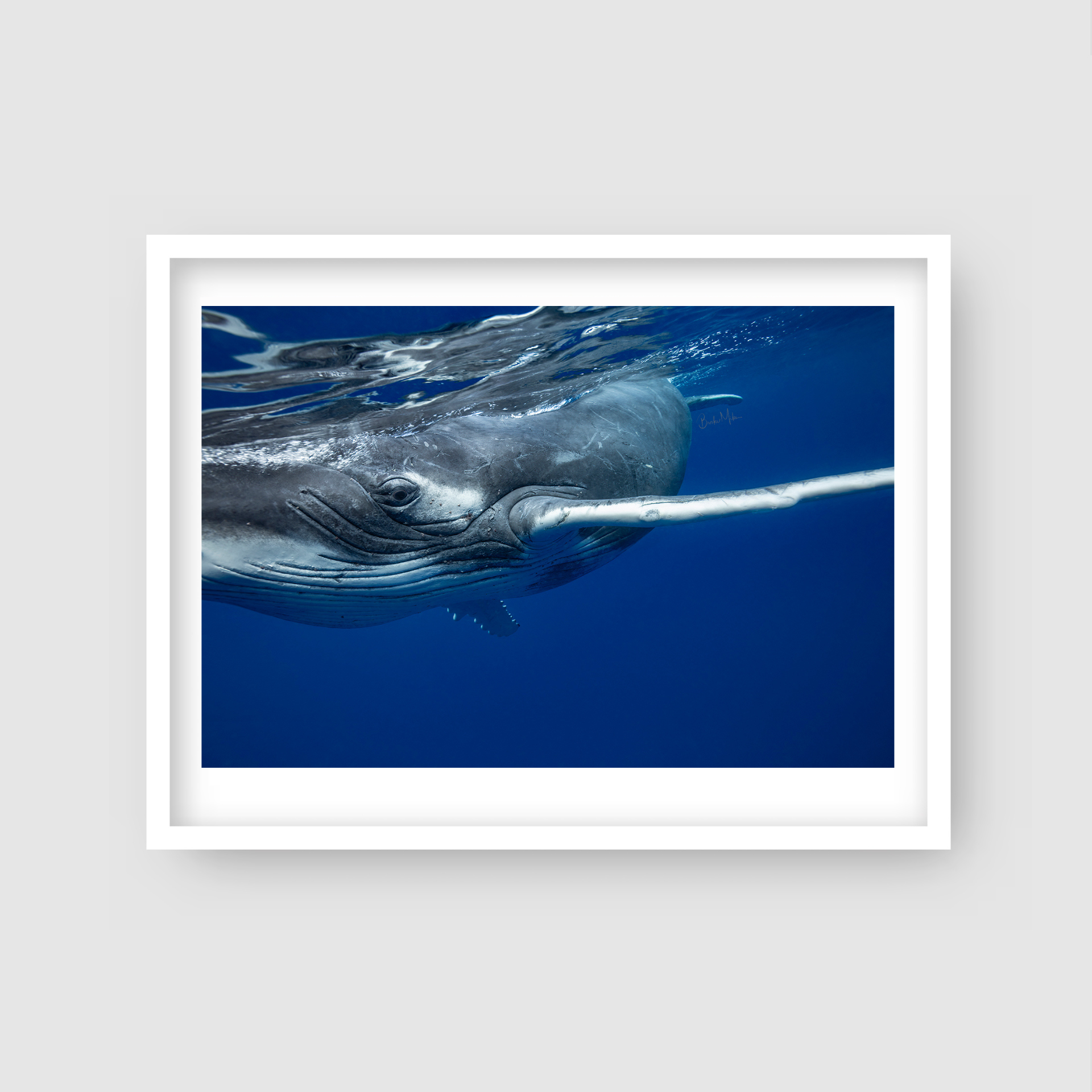 Curious - Humpback Whale Print