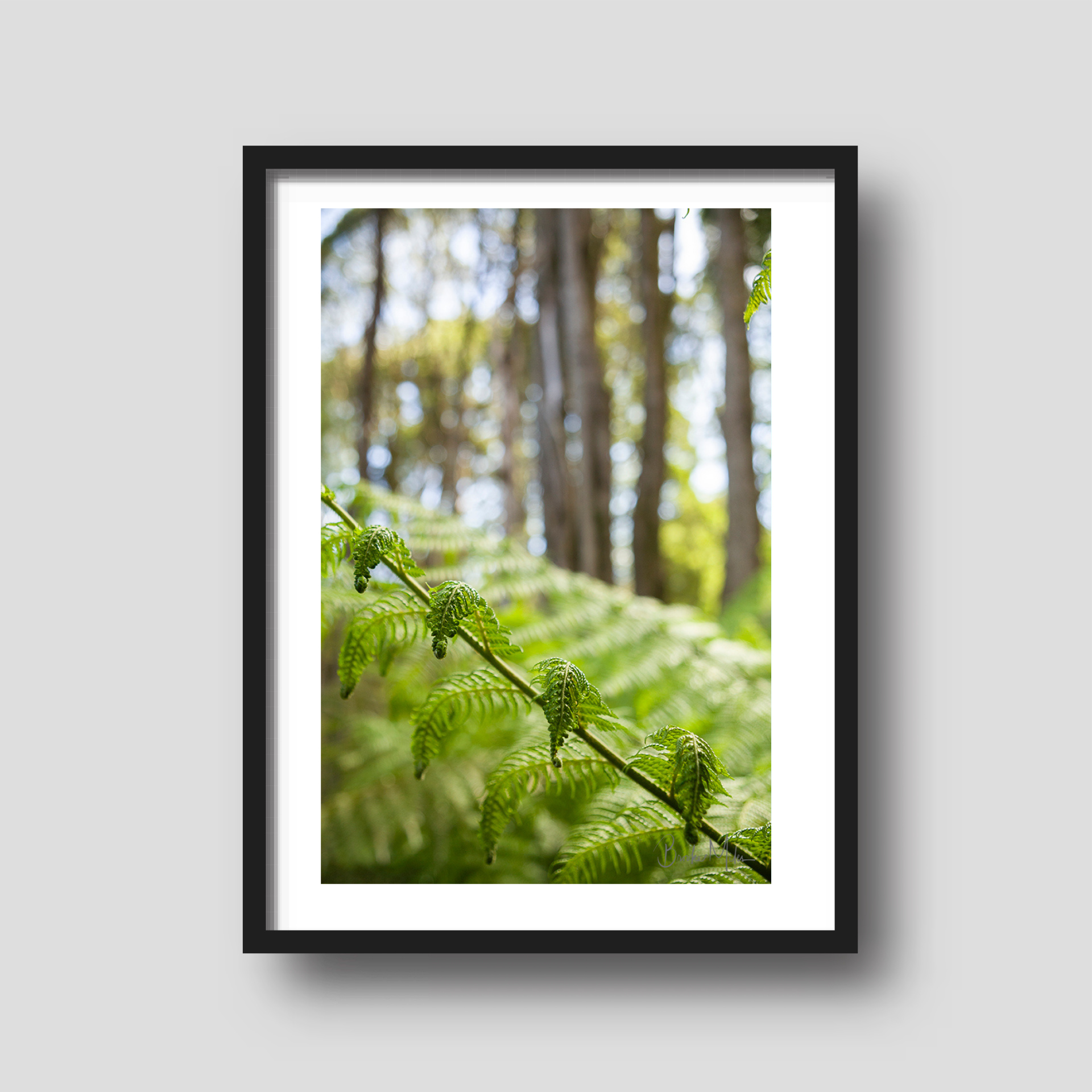 Curly - Rainforest Print