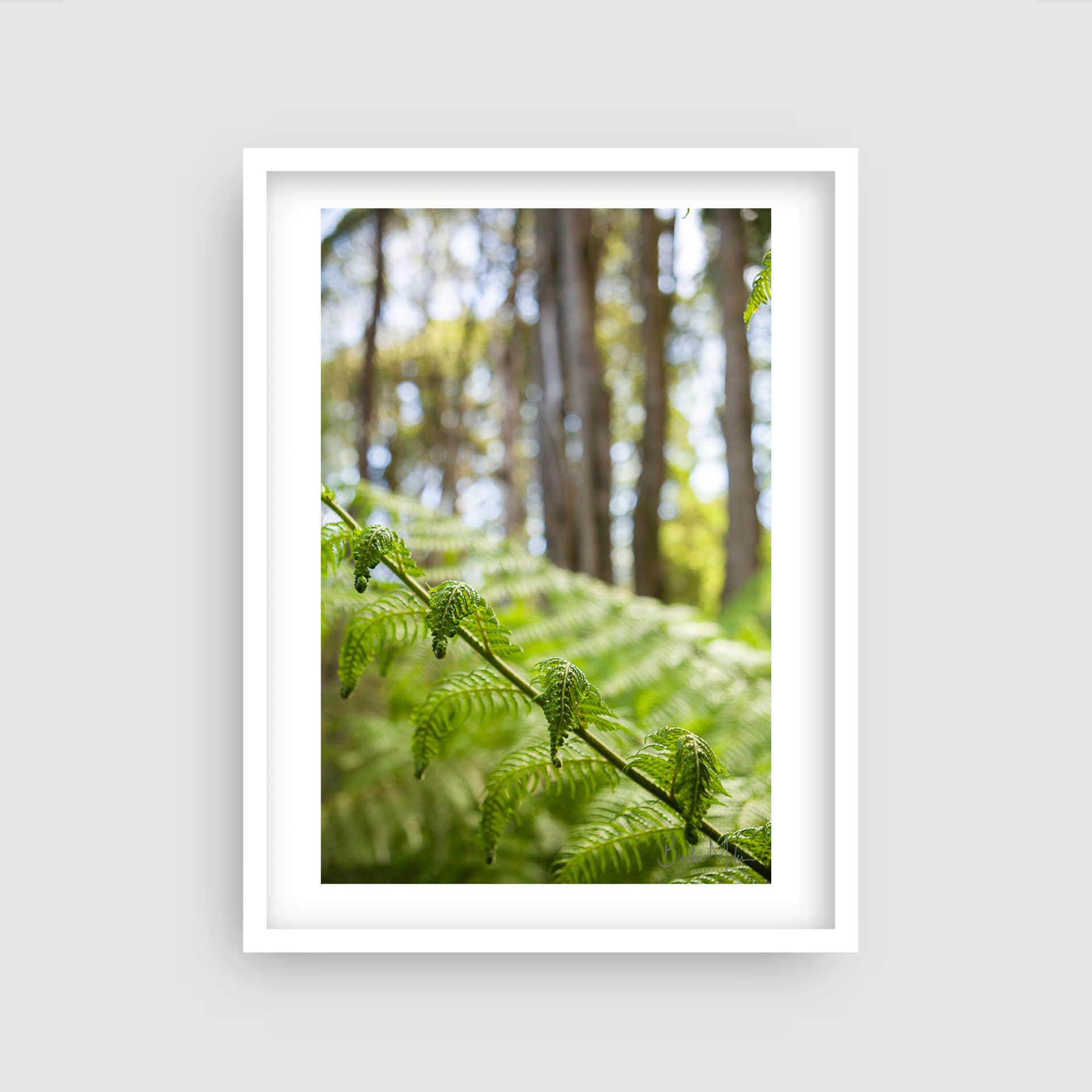 Curly - Rainforest Print