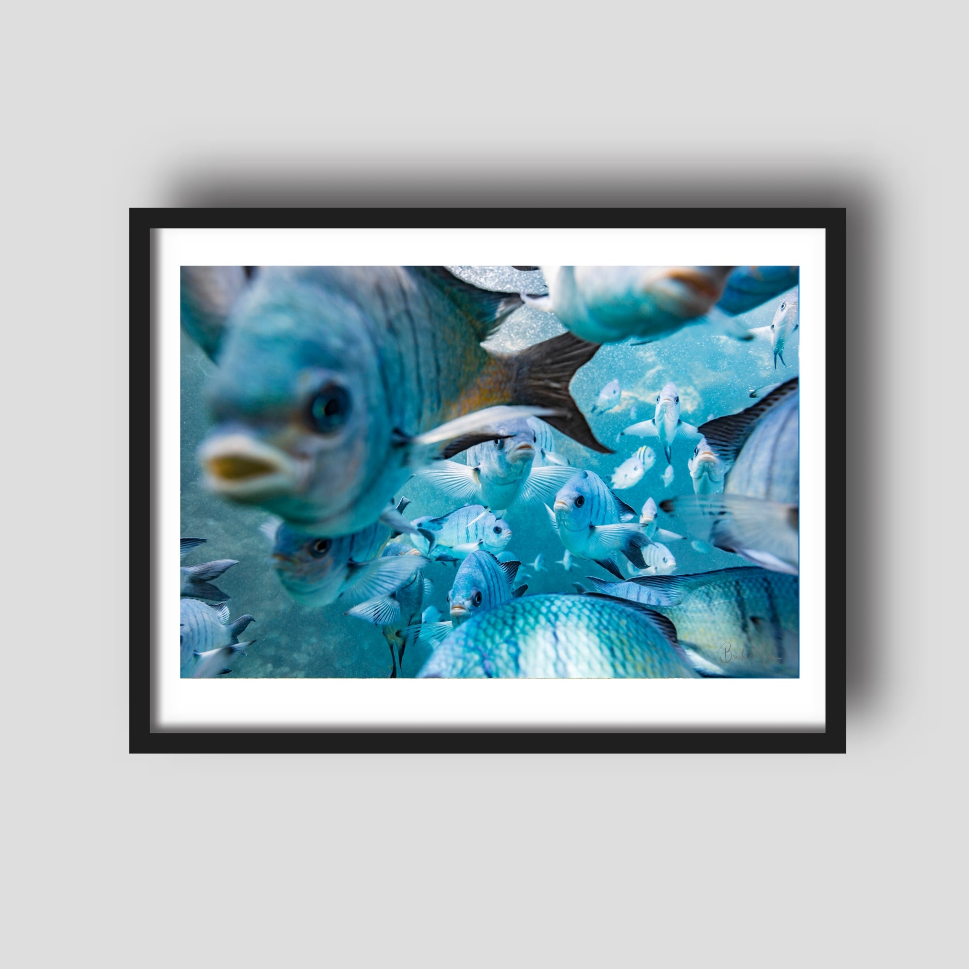 Damsel in Distress - Underwater Damselfish Print