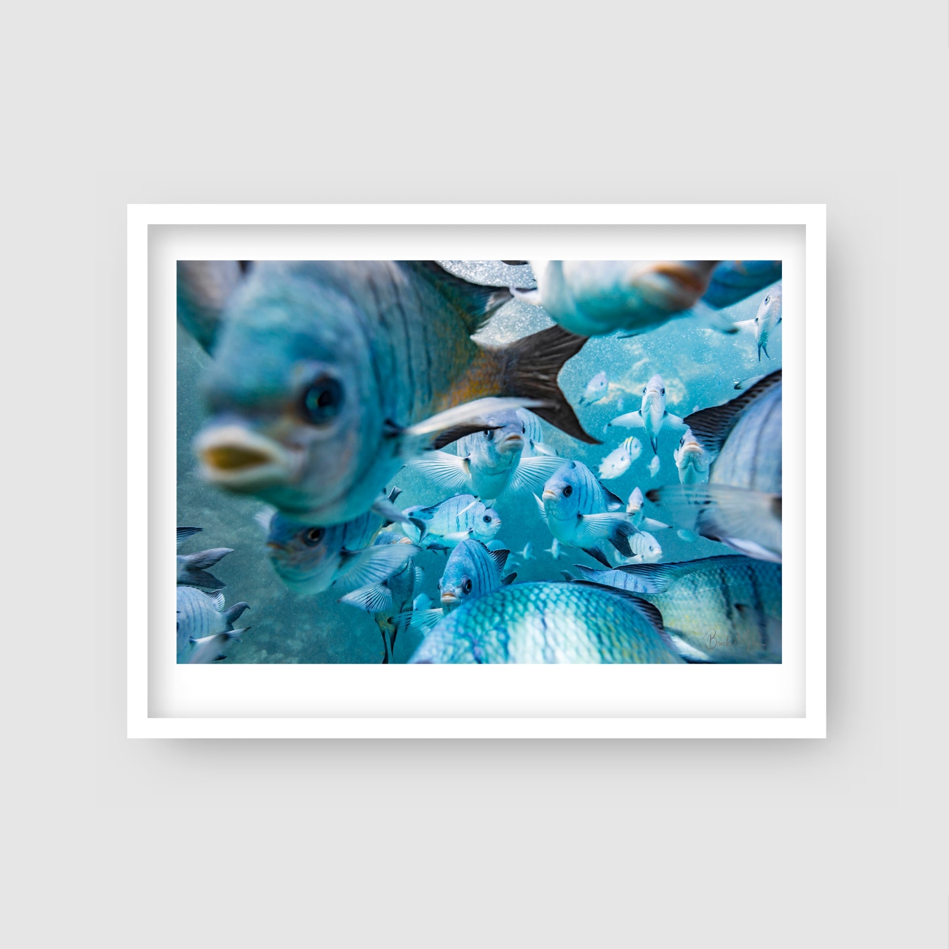 Damsel in Distress - Underwater Damselfish Print