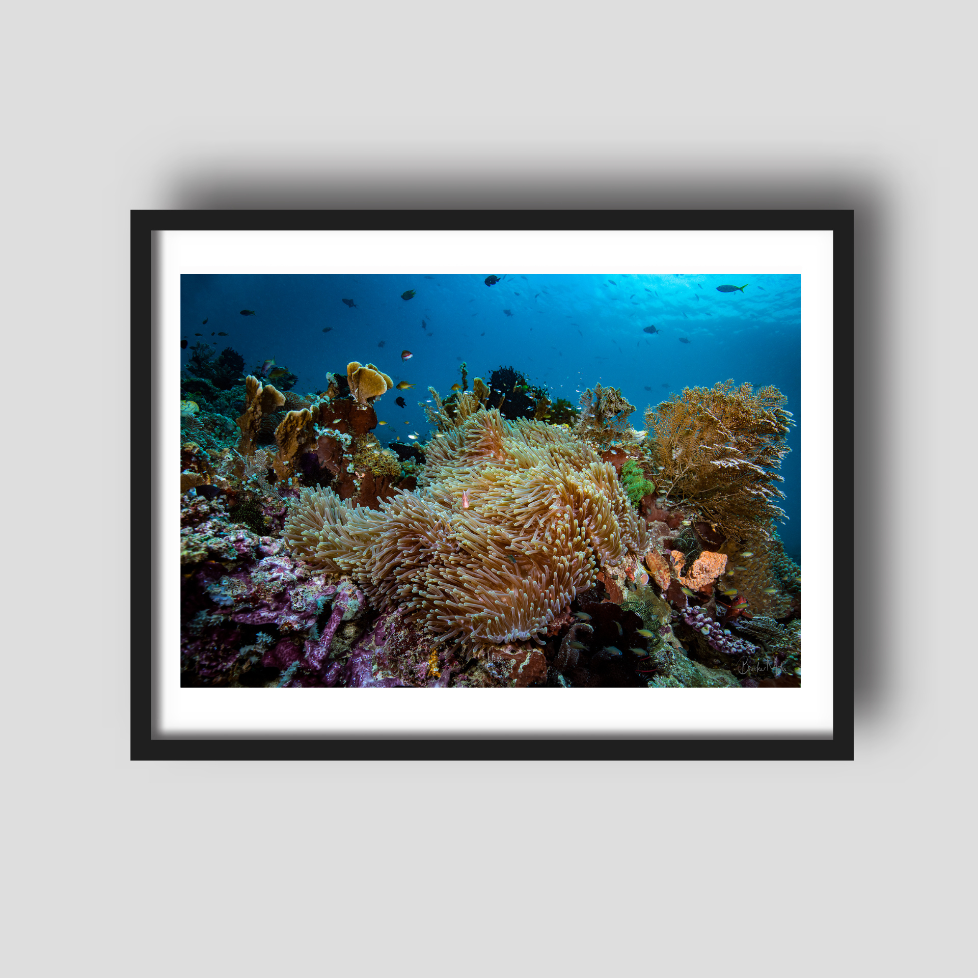 Diversity - Underwater Reef Print