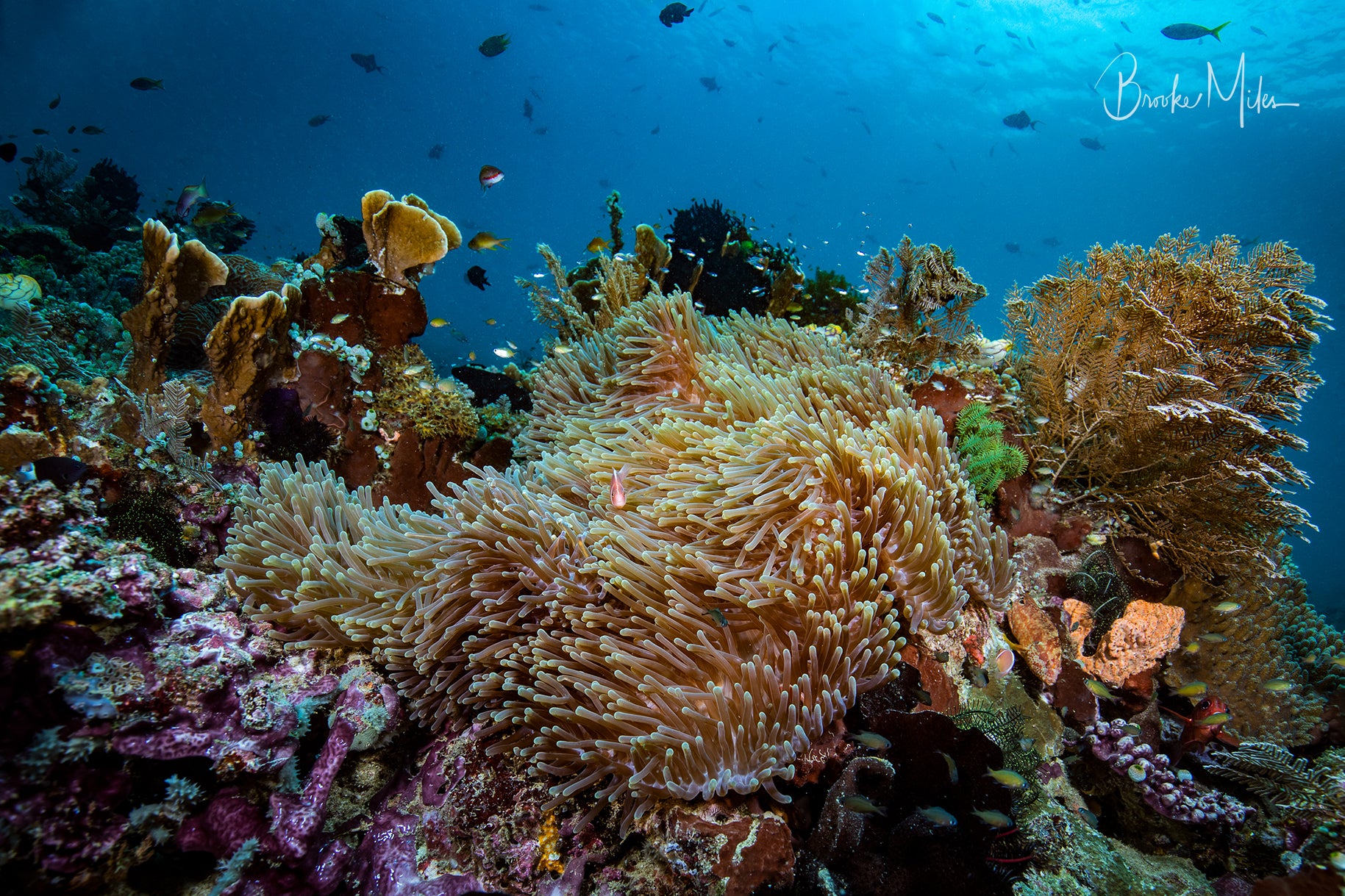 Diversity - Underwater Reef Print