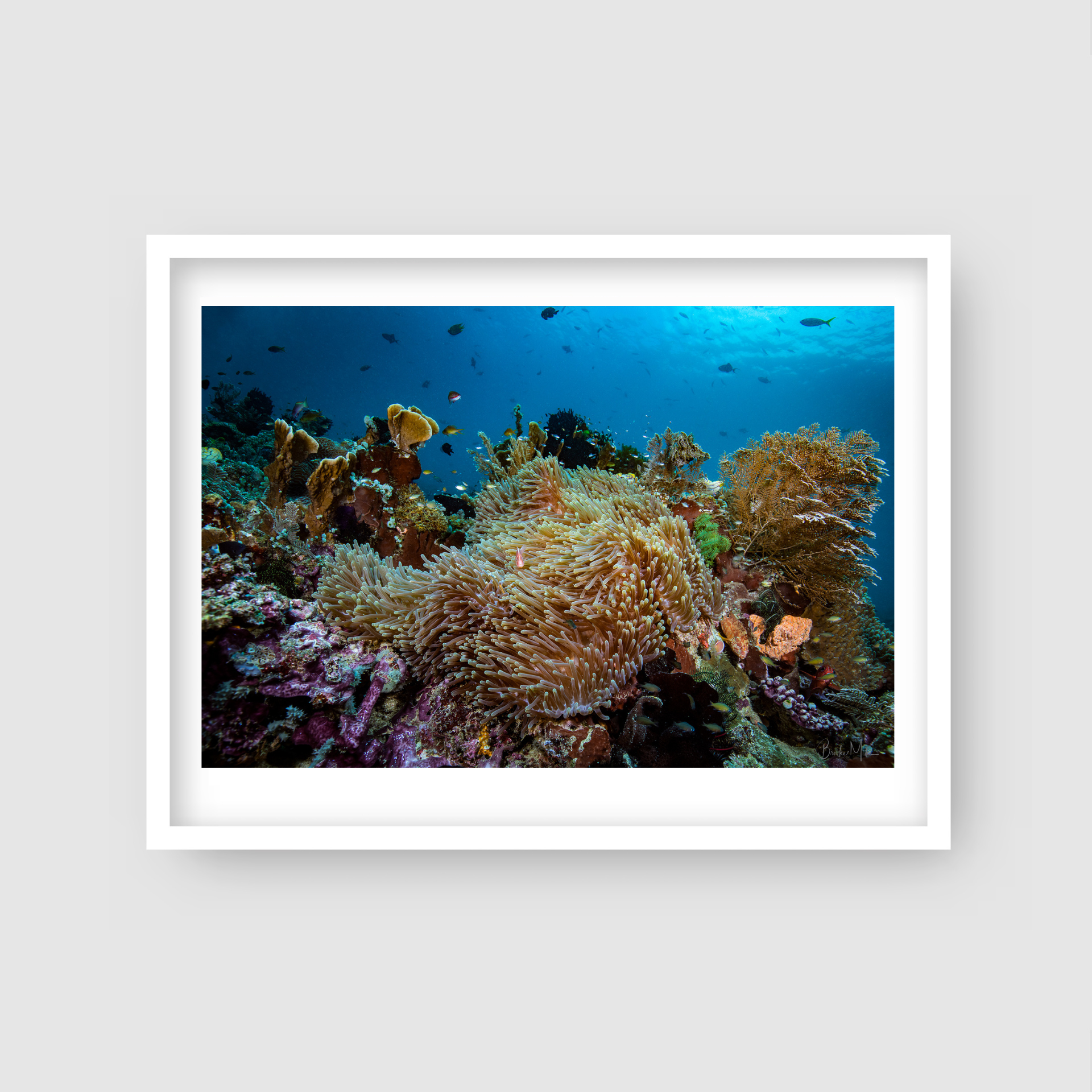 Diversity - Underwater Reef Print