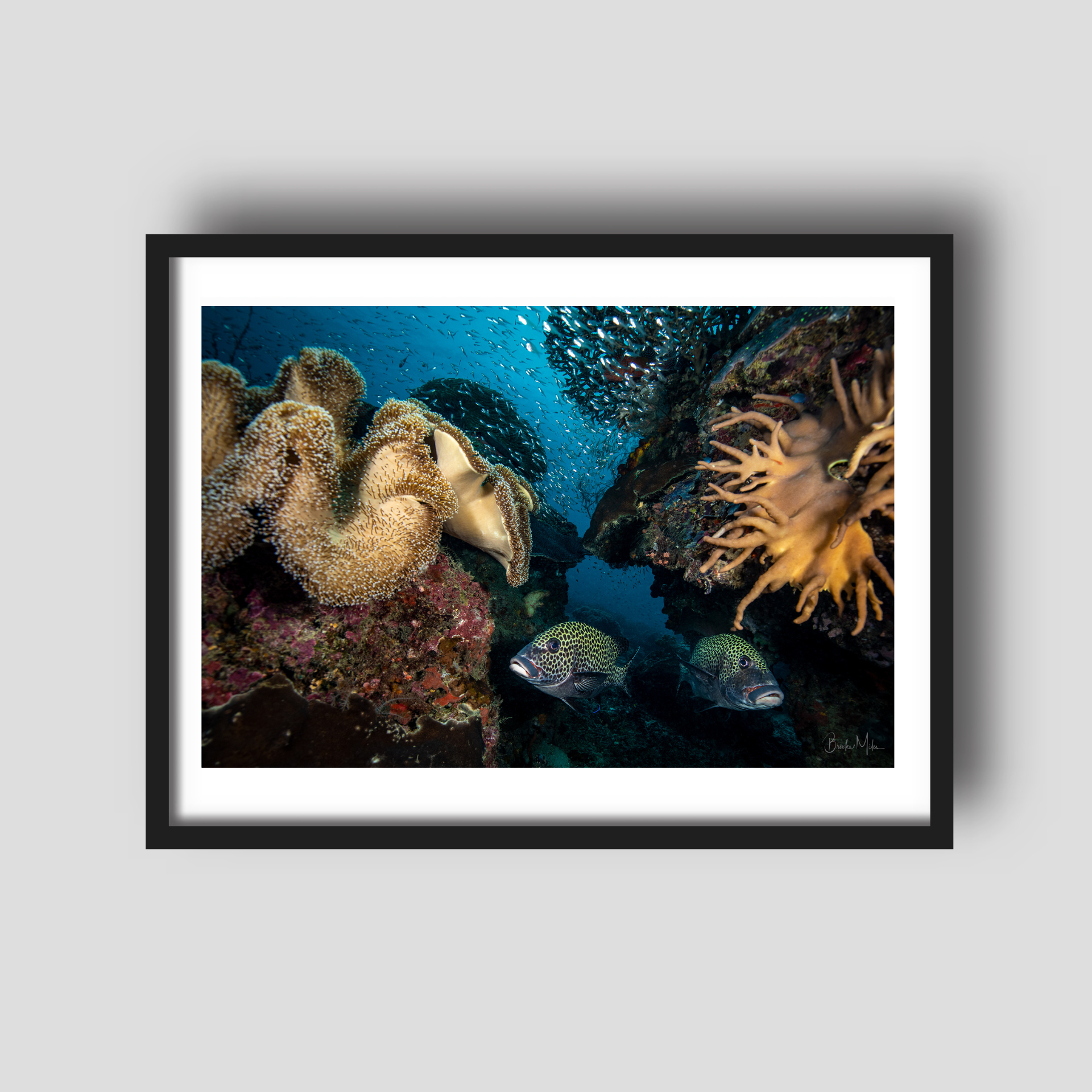 Double Trouble - Underwater Reef Print