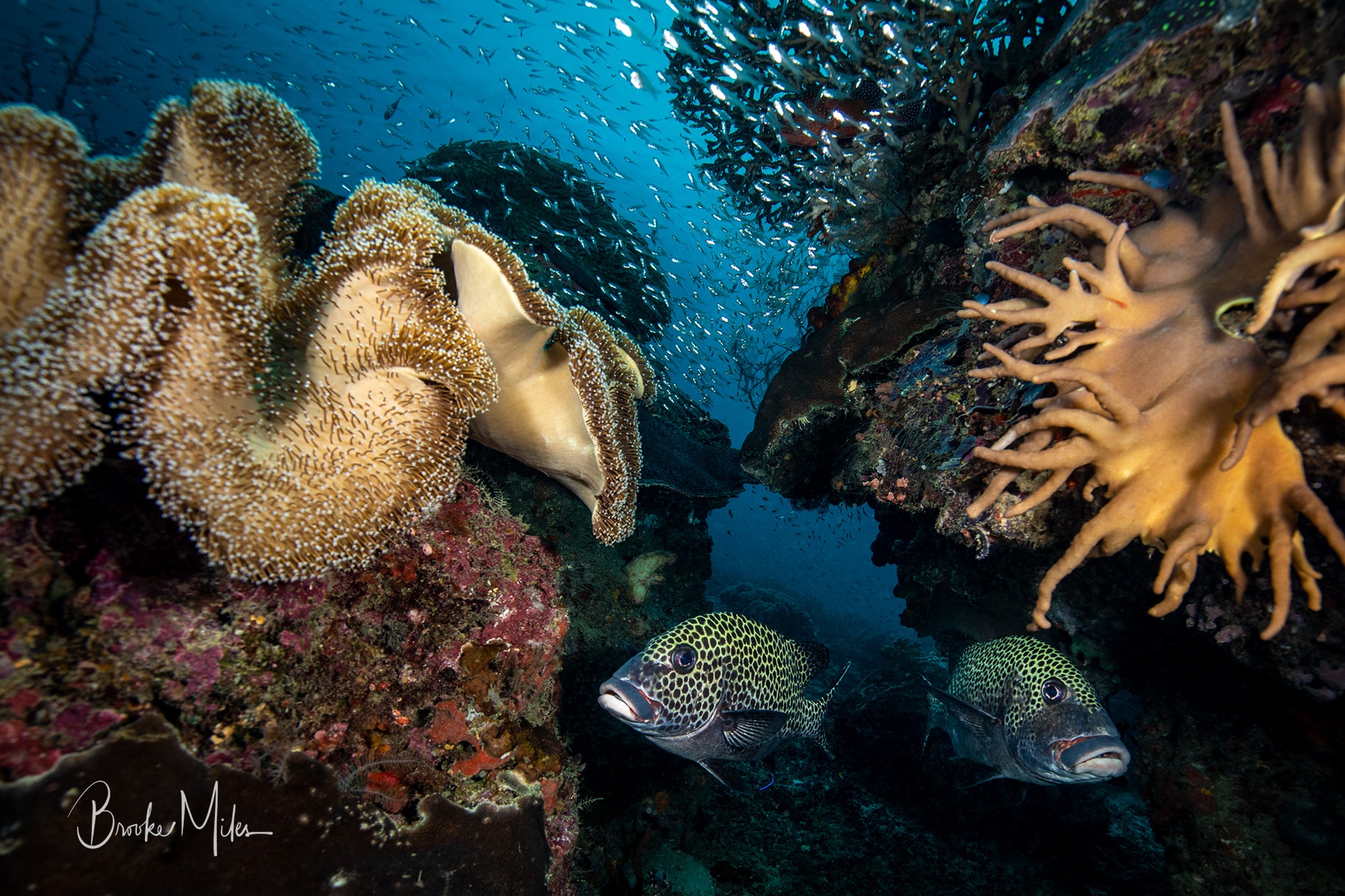 Double Trouble - Underwater Reef Print