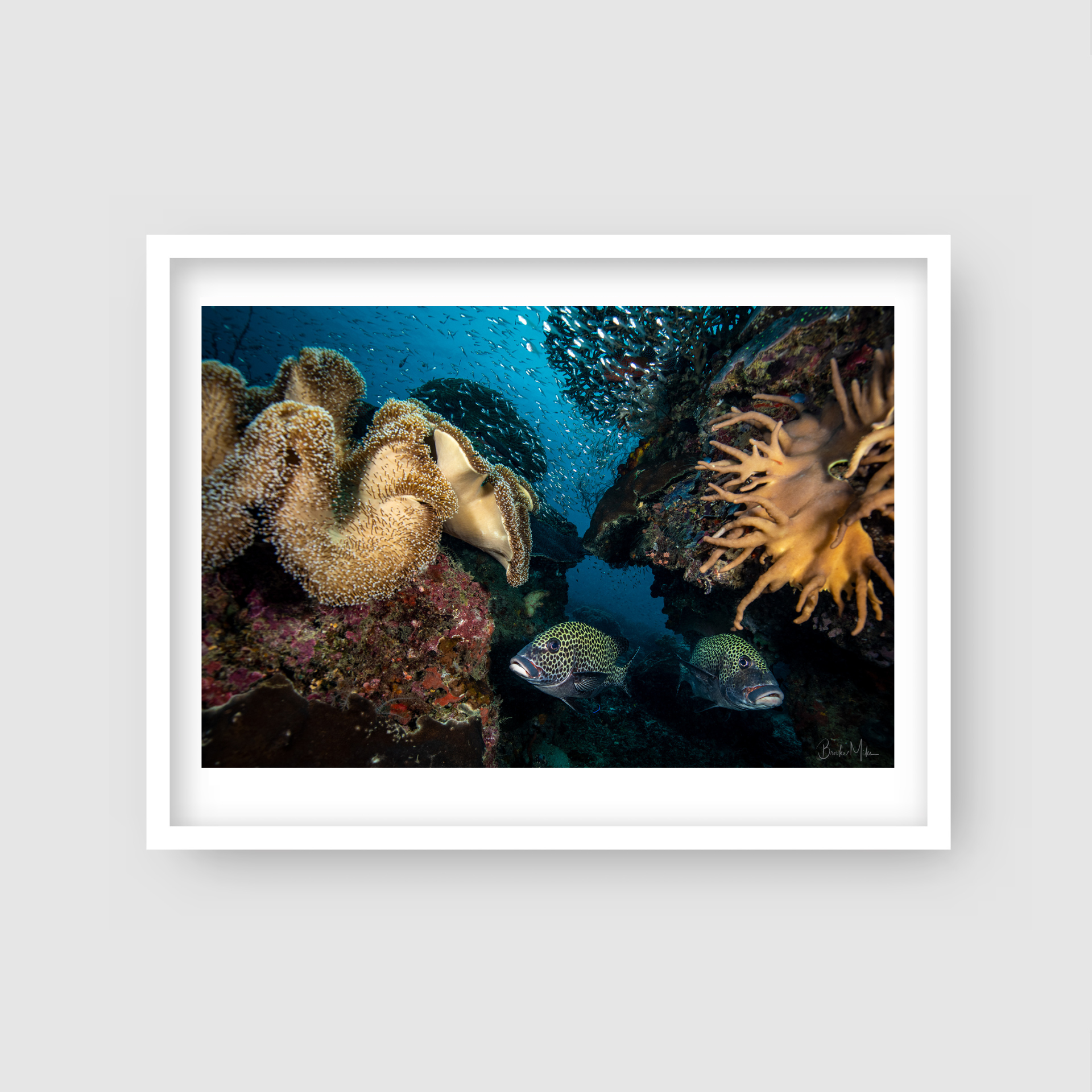 Double Trouble - Underwater Reef Print