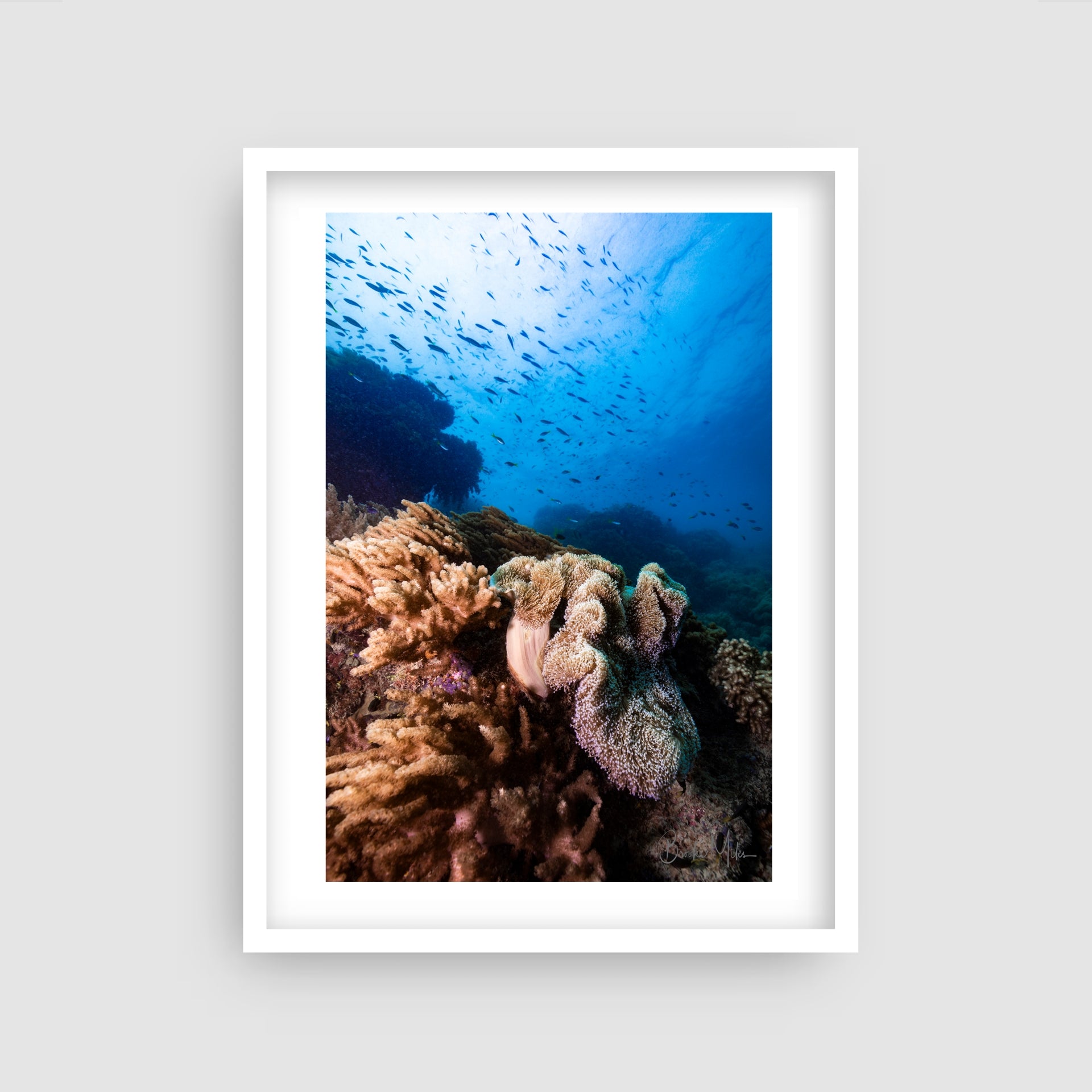 Drifting - Underwater Reef Print
