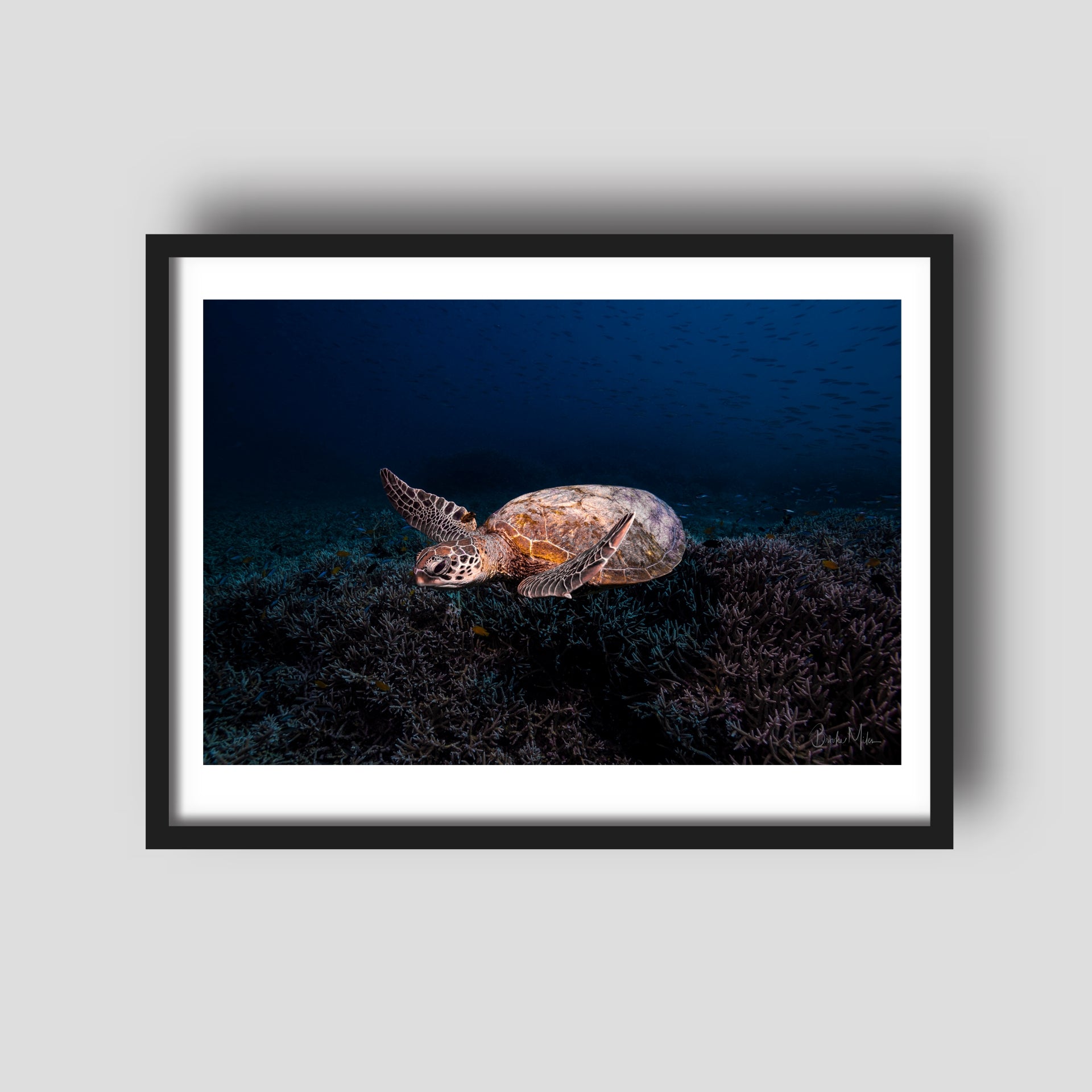 Dusk Diver - Turtle Print