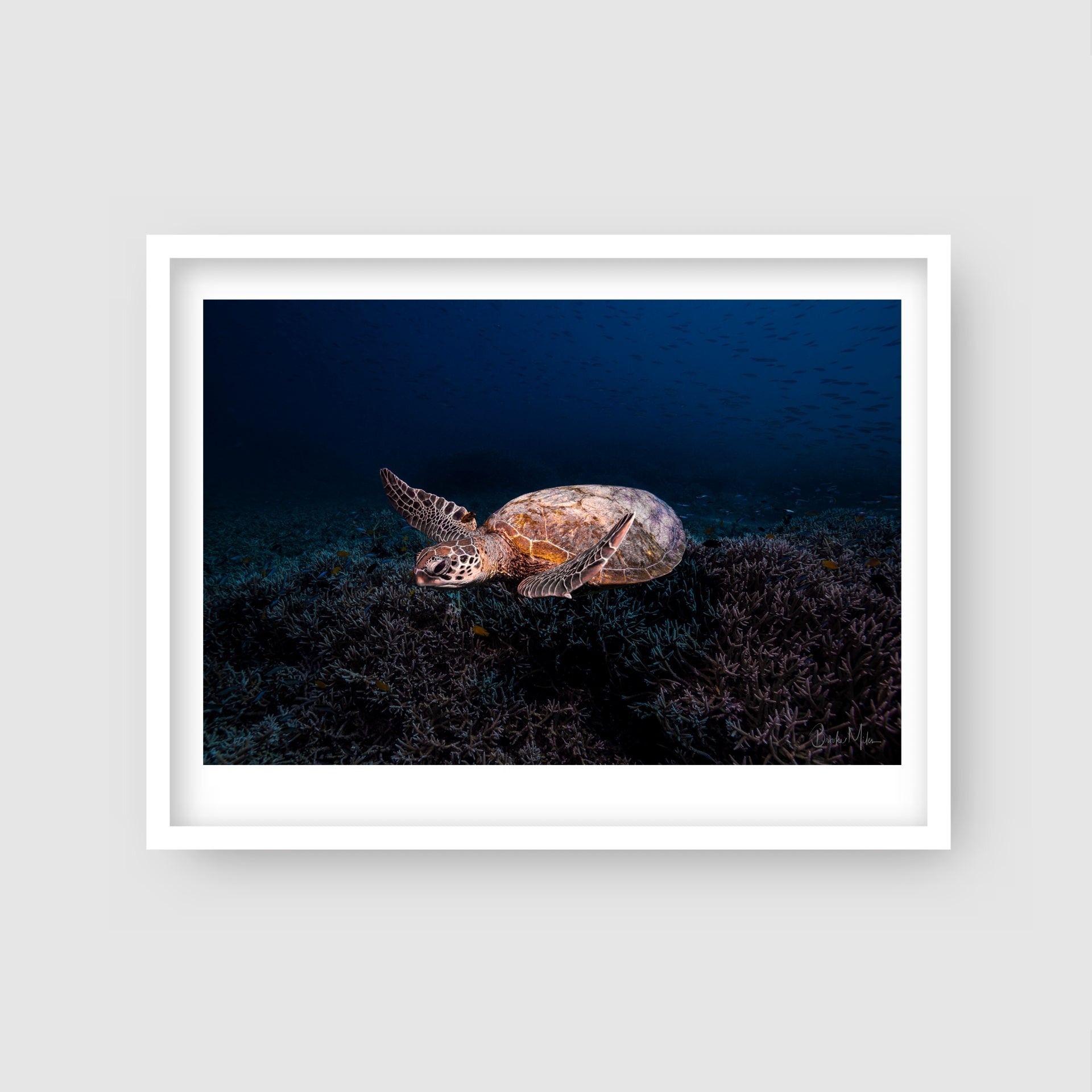Dusk Diver - Turtle Print