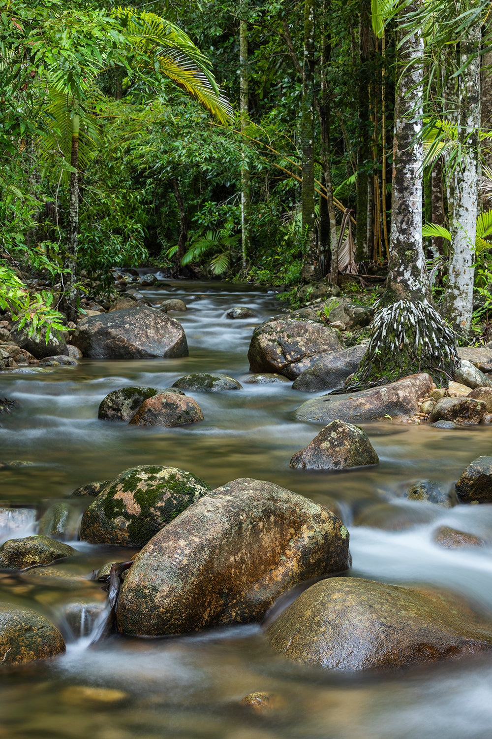 Eden - Rainforest Print