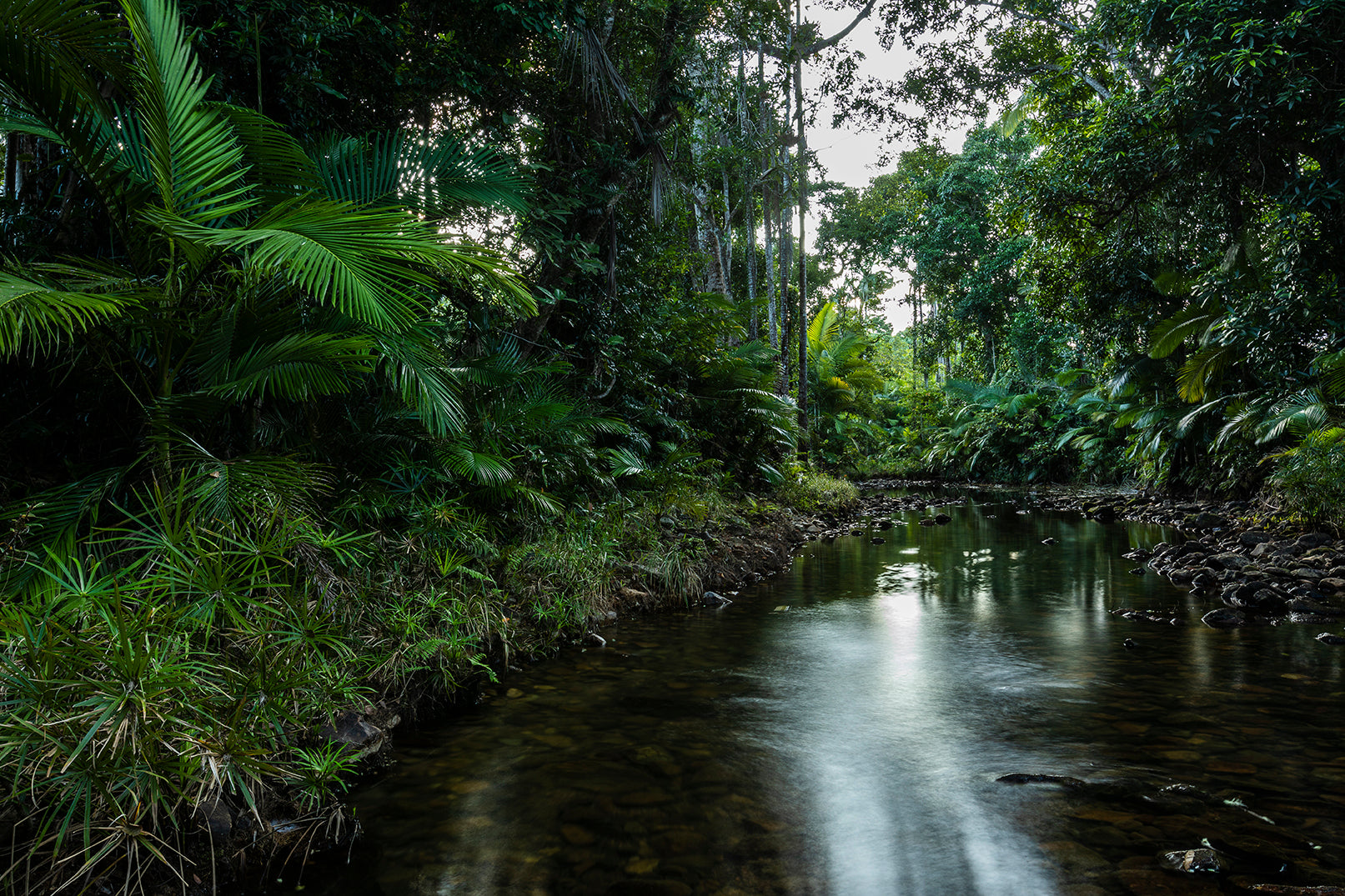 Evergreen - Rainforest Creek Print