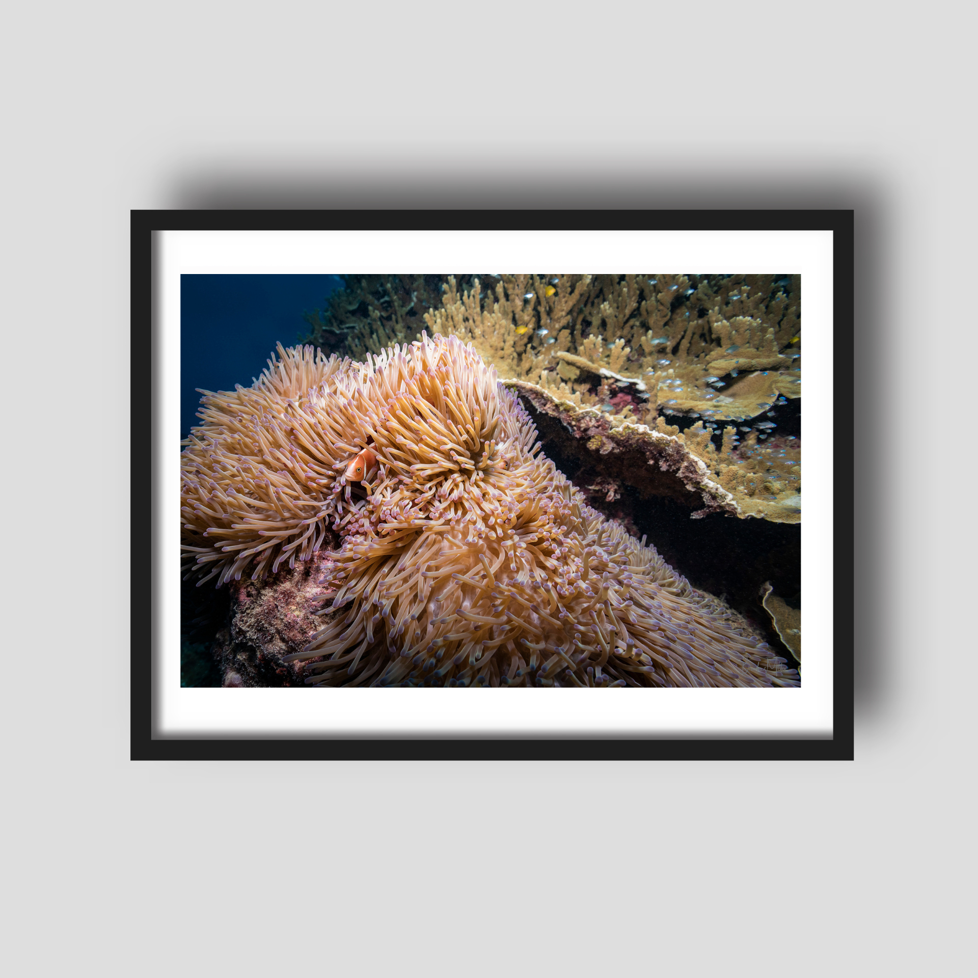 Eye Spy - Underwater Reef Print
