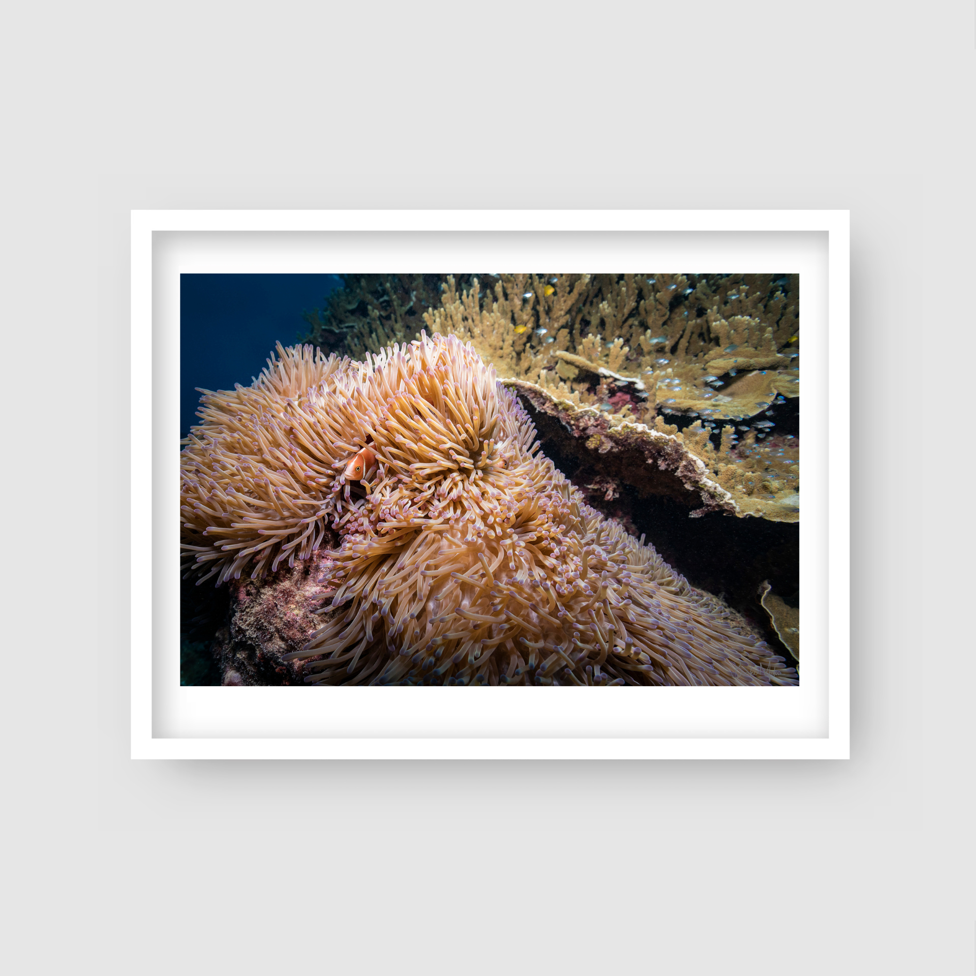 Eye Spy - Underwater Reef Print