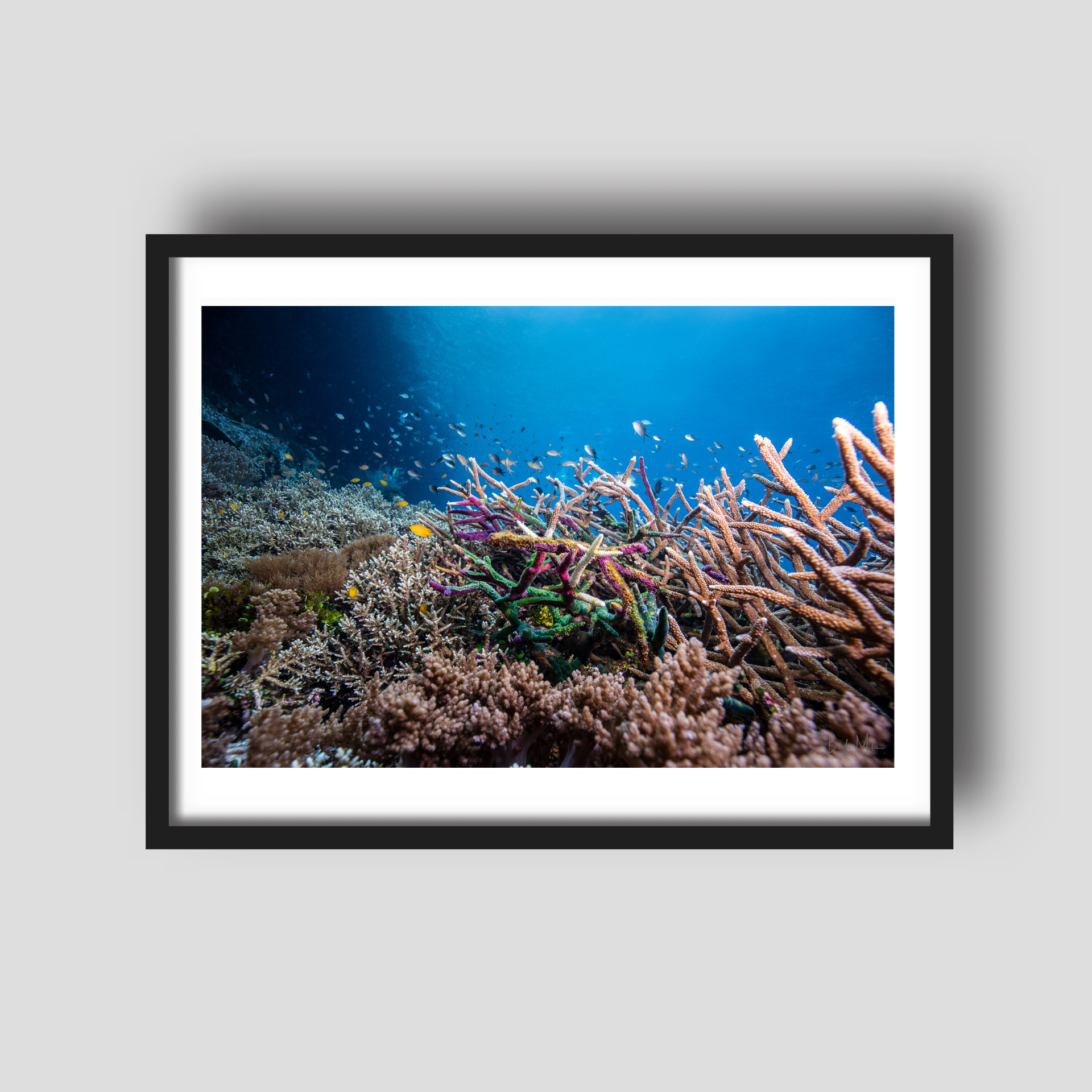 Fairy Floss - Underwater Reef Print
