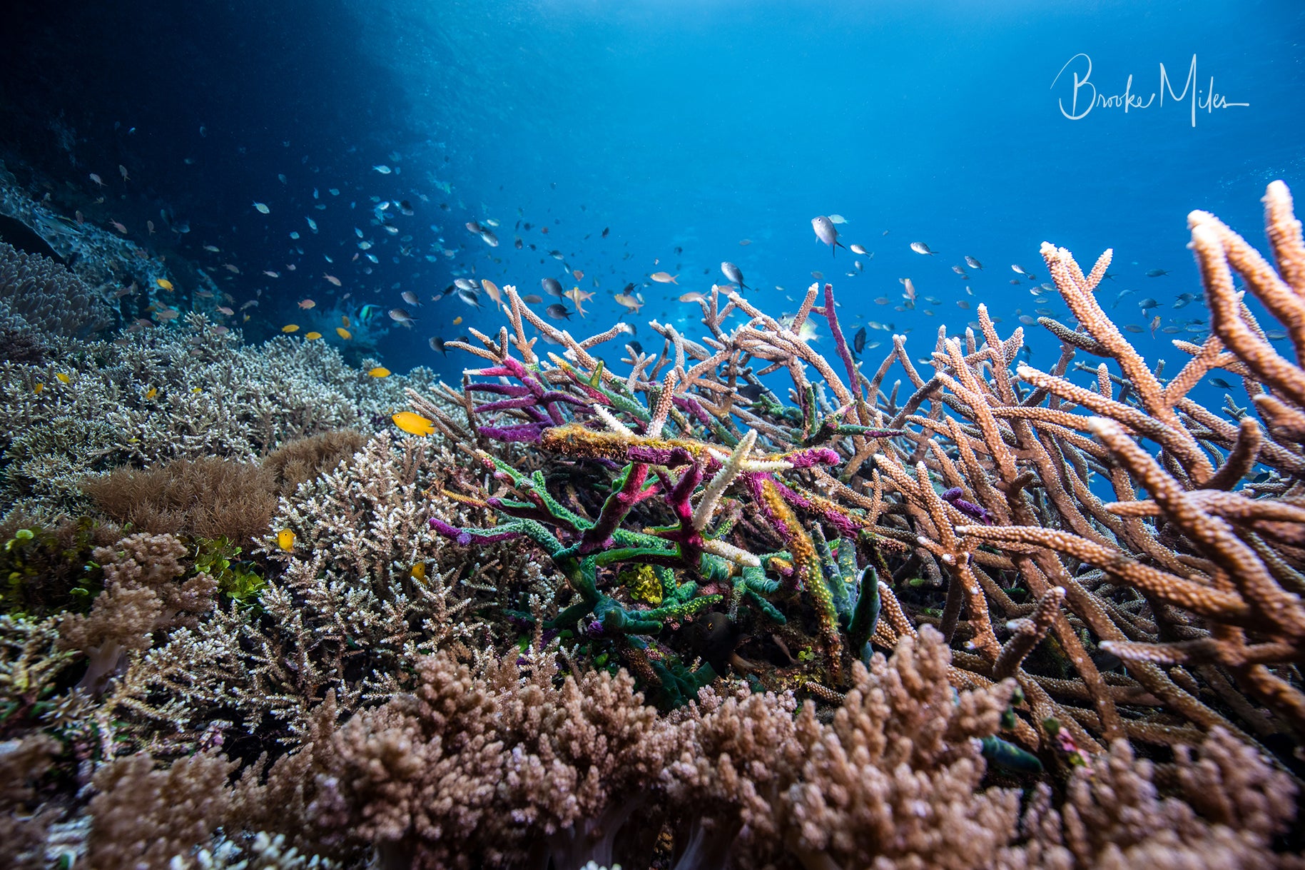 Fairy Floss - Underwater Reef Print