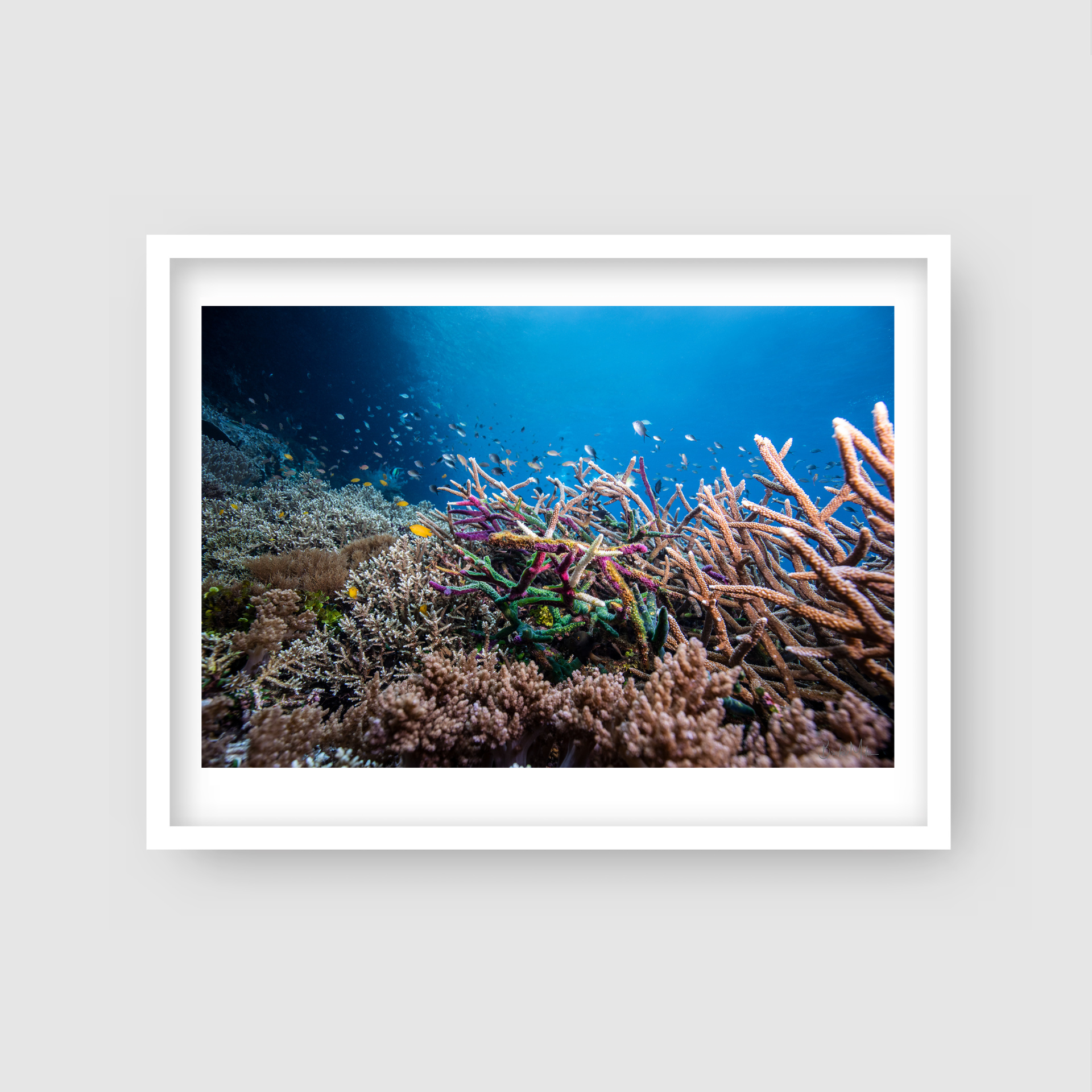 Fairy Floss - Underwater Reef Print