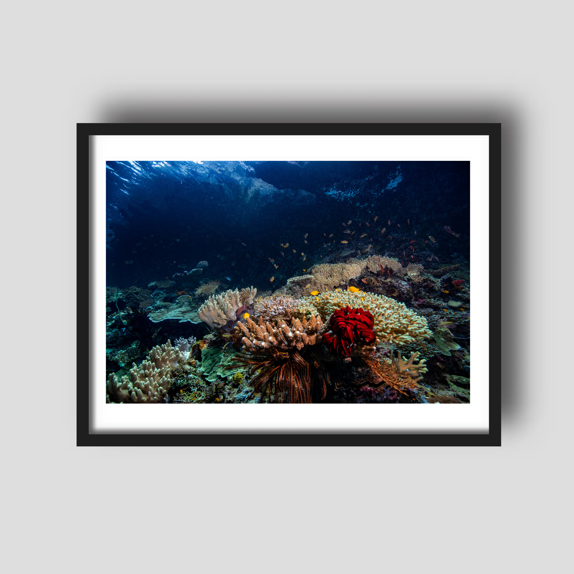 Fairyland - Underwater Reef Print