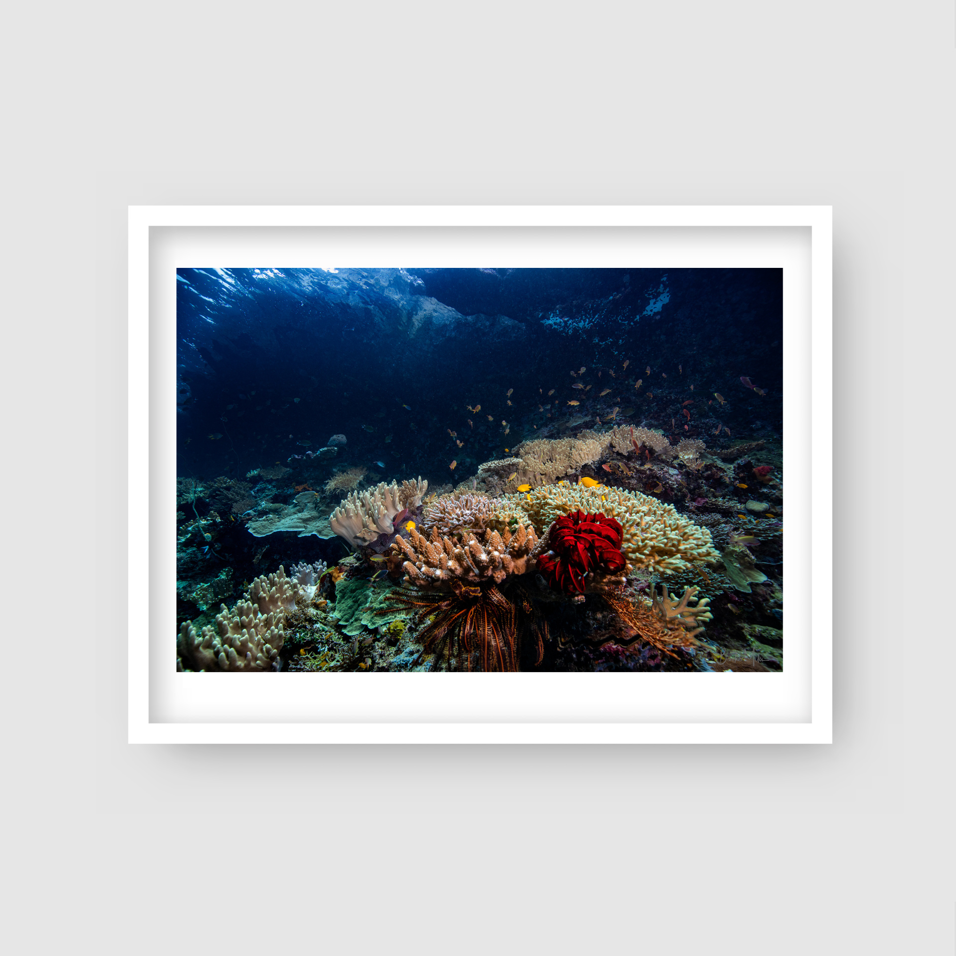 Fairyland - Underwater Reef Print