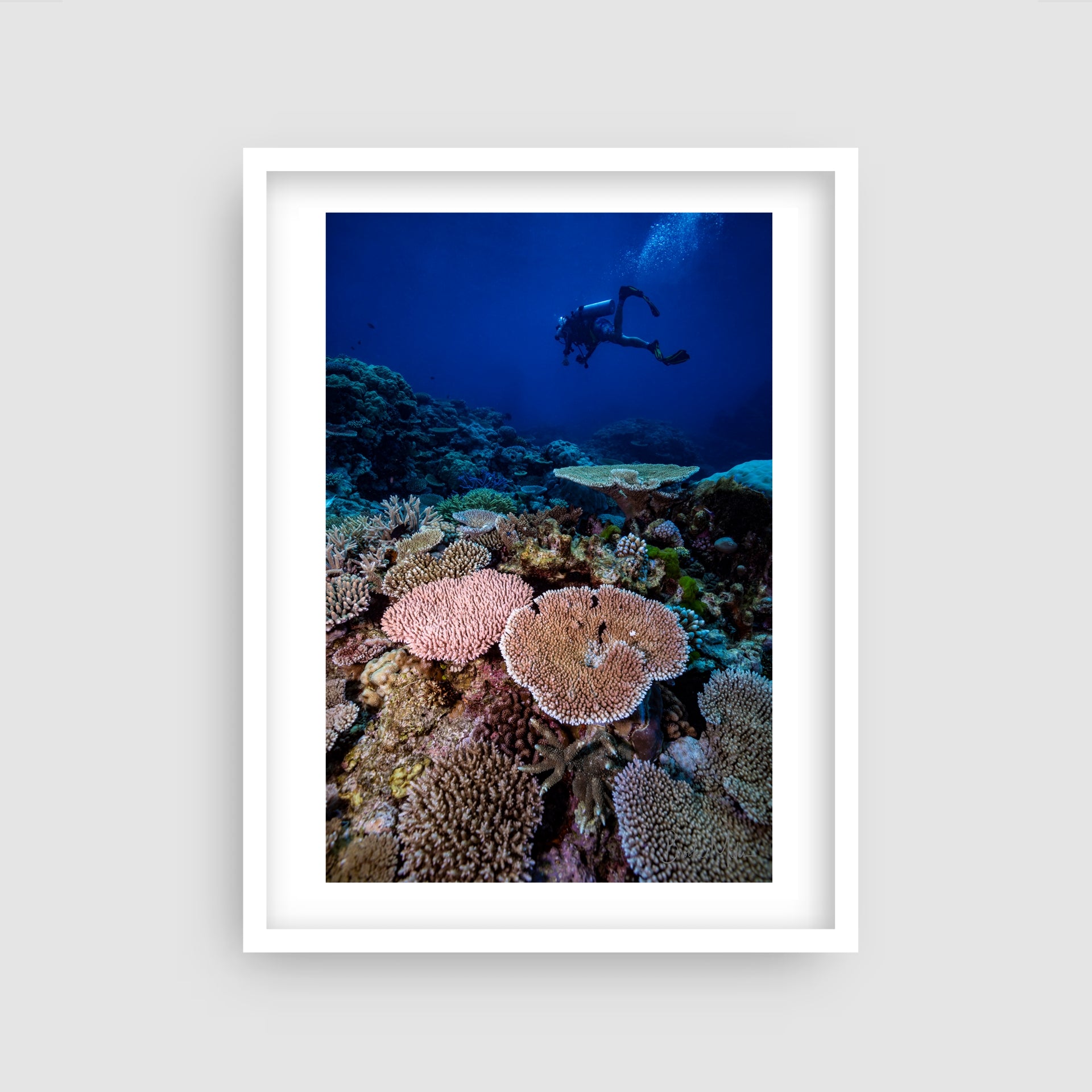 Field Day - Underwater Reef Print