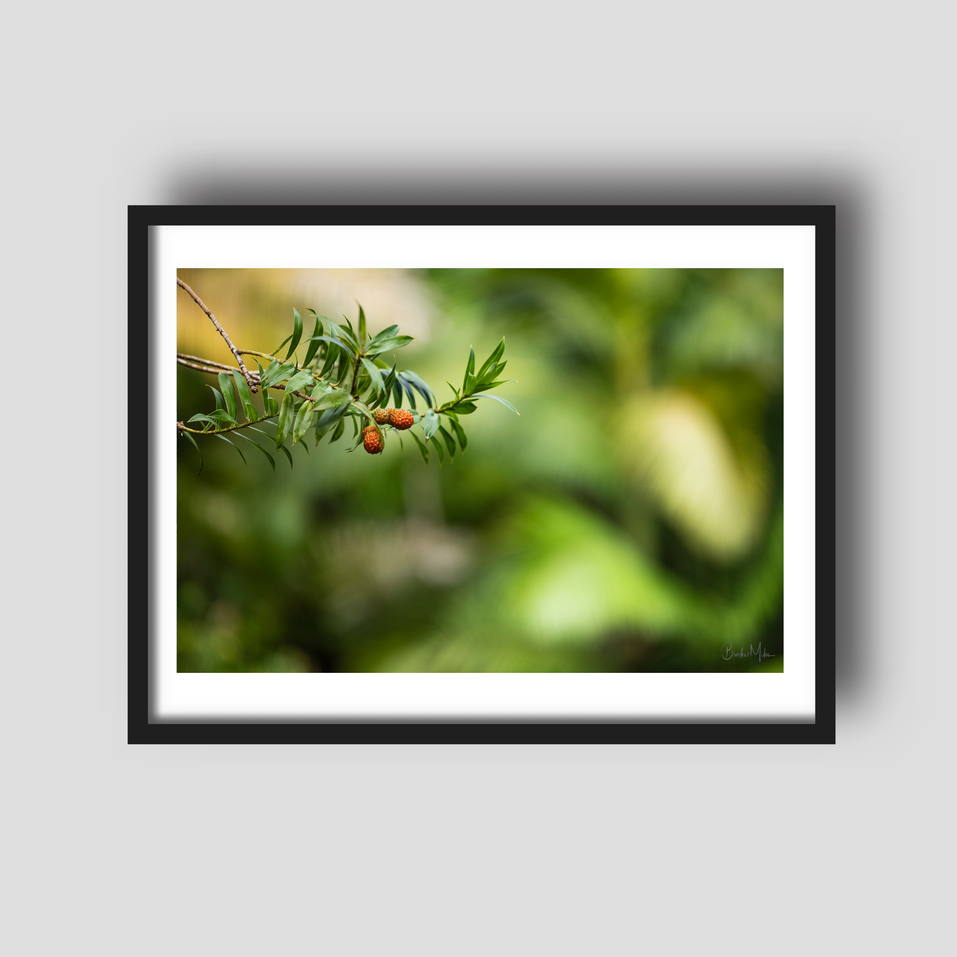 Finch's Berry - Rainforest Print