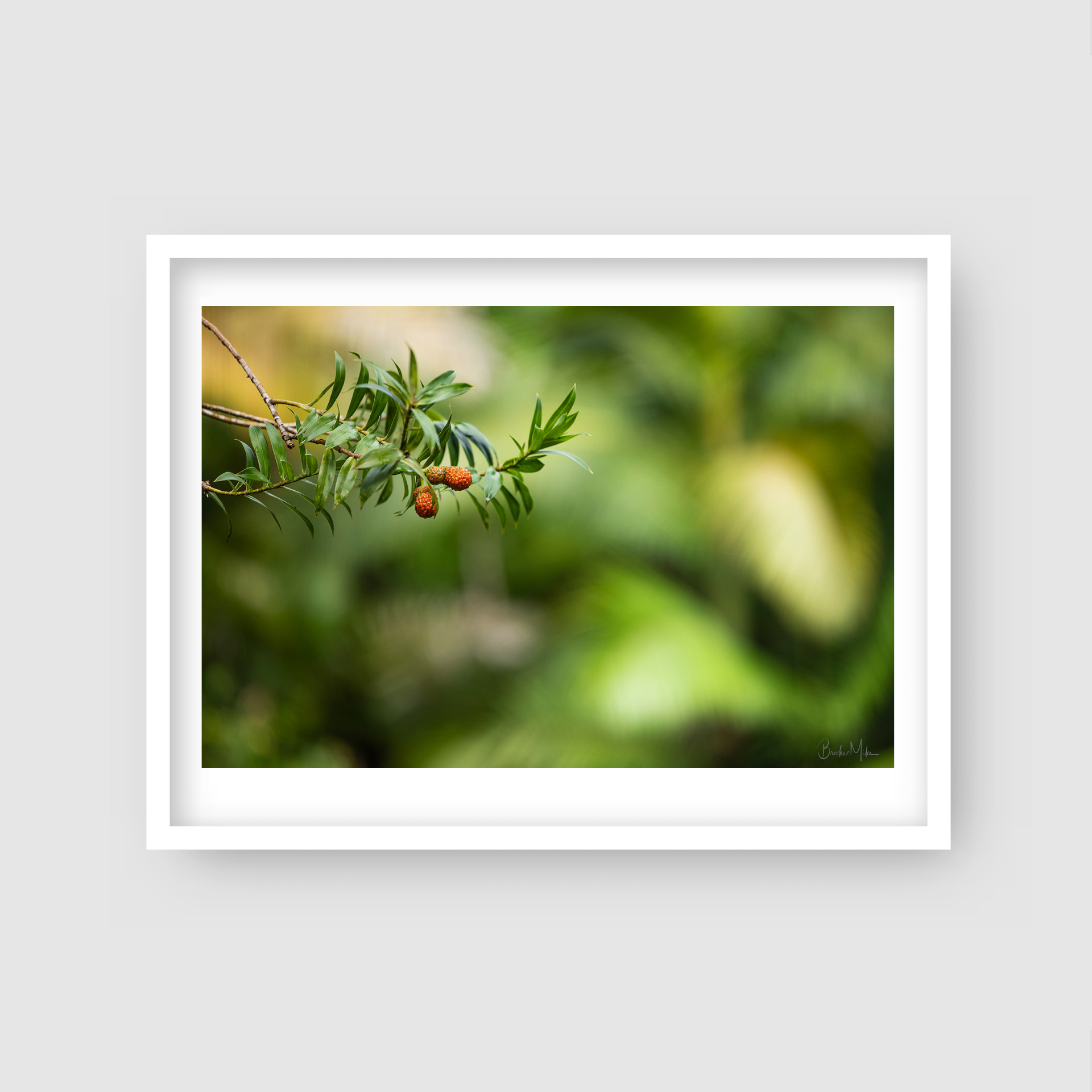 Finch's Berry - Rainforest Print