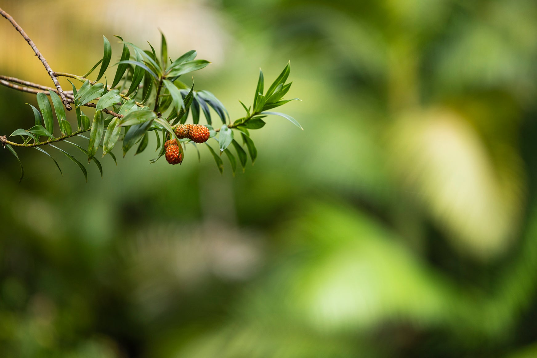 Finch's Berry - Rainforest Print