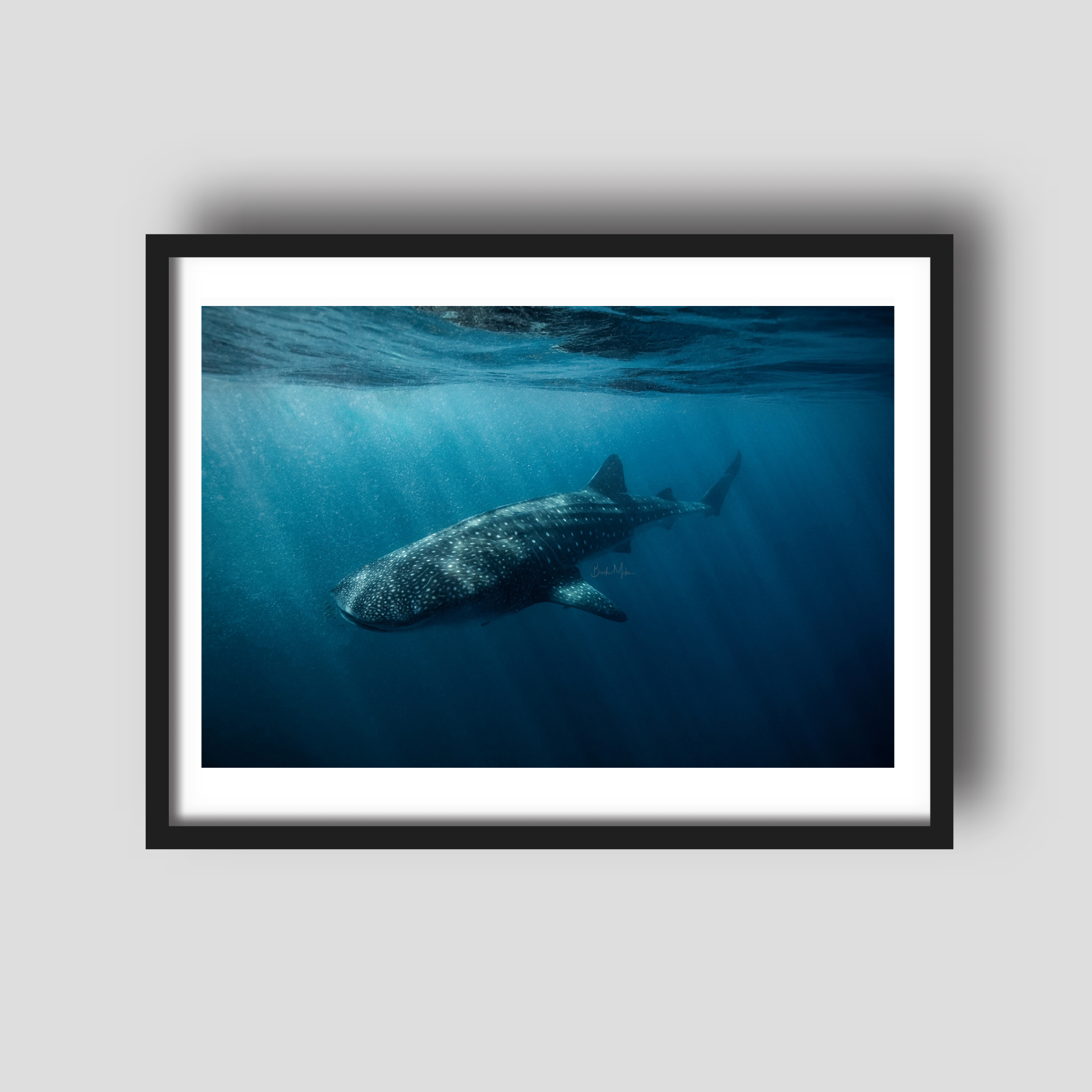 Fragility - Whale Shark Print