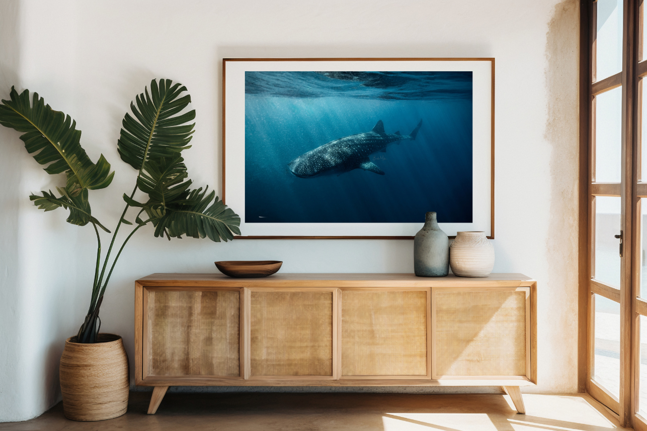 Fragility - Whale Shark Print