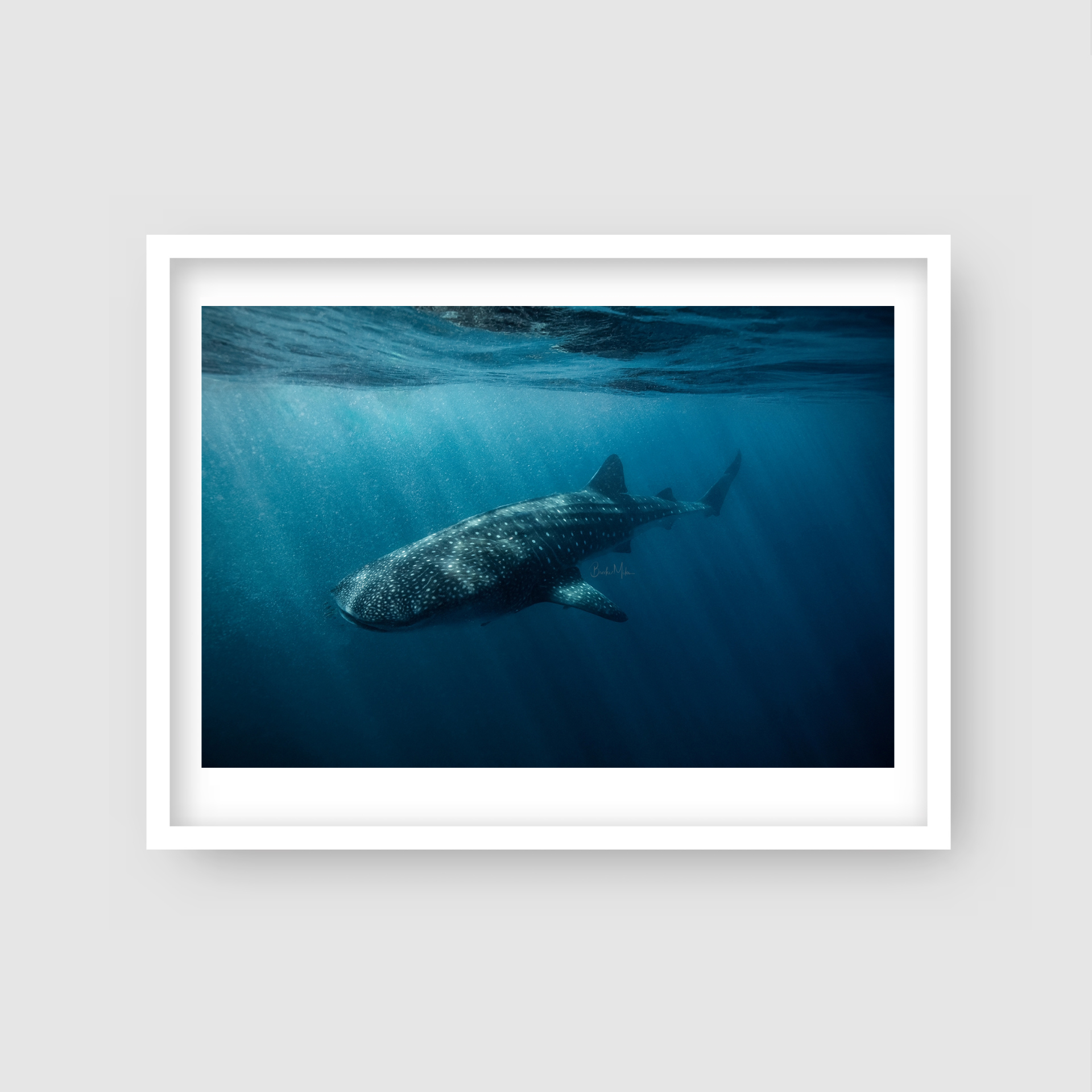 Fragility - Whale Shark Print