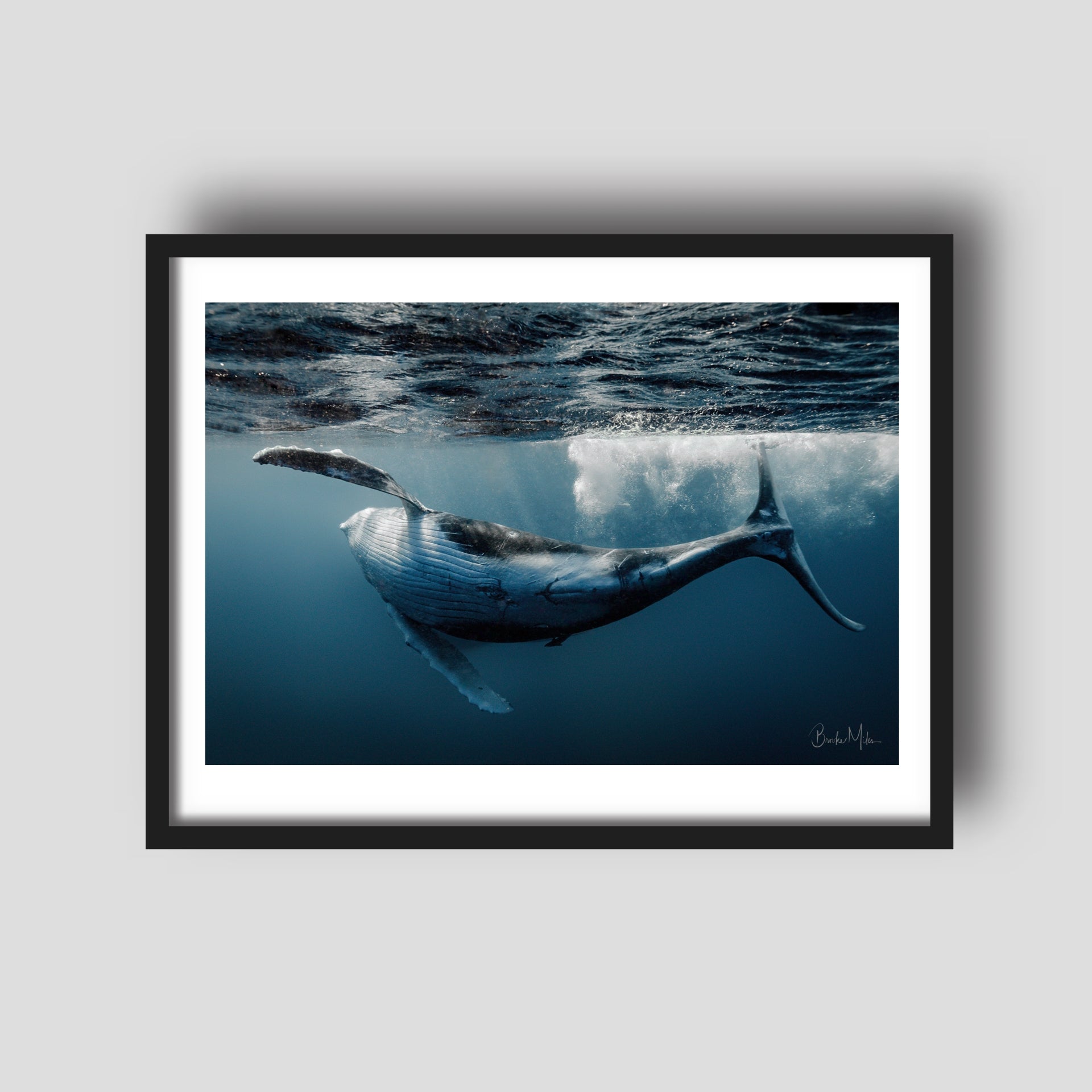 Freestyle - Humpback Whale Print