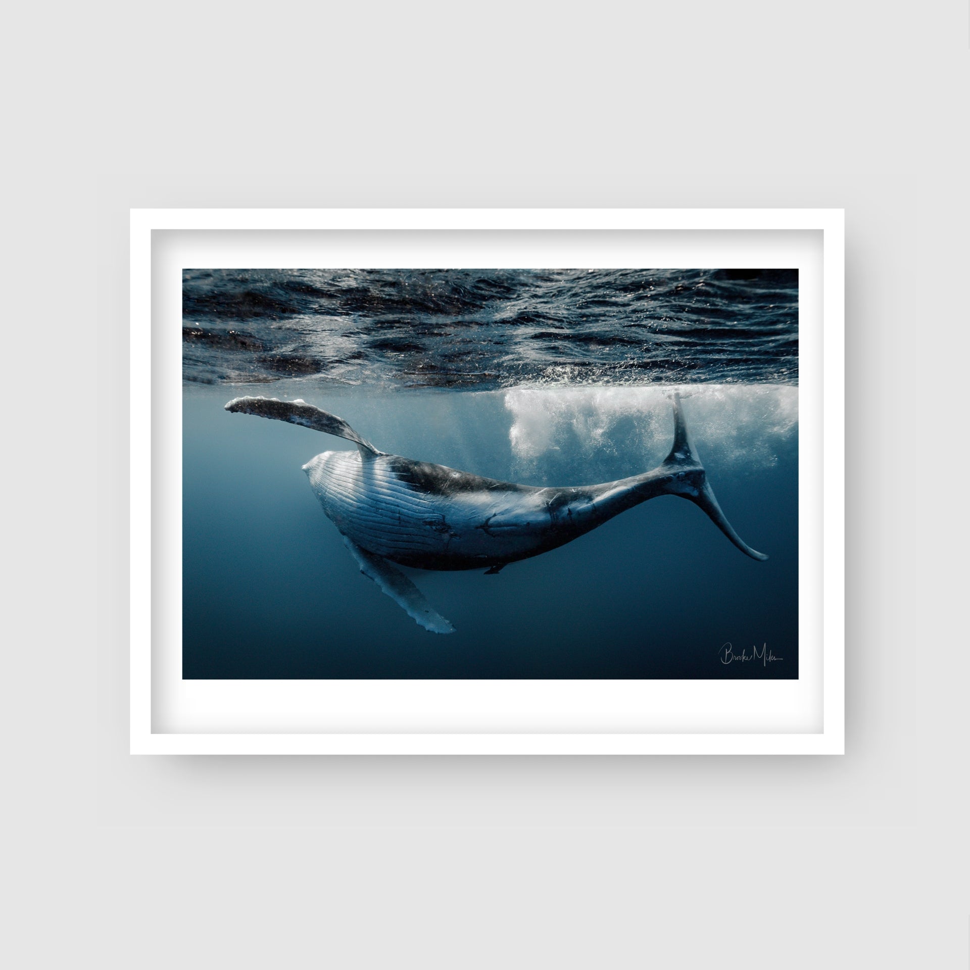 Freestyle - Humpback Whale Print