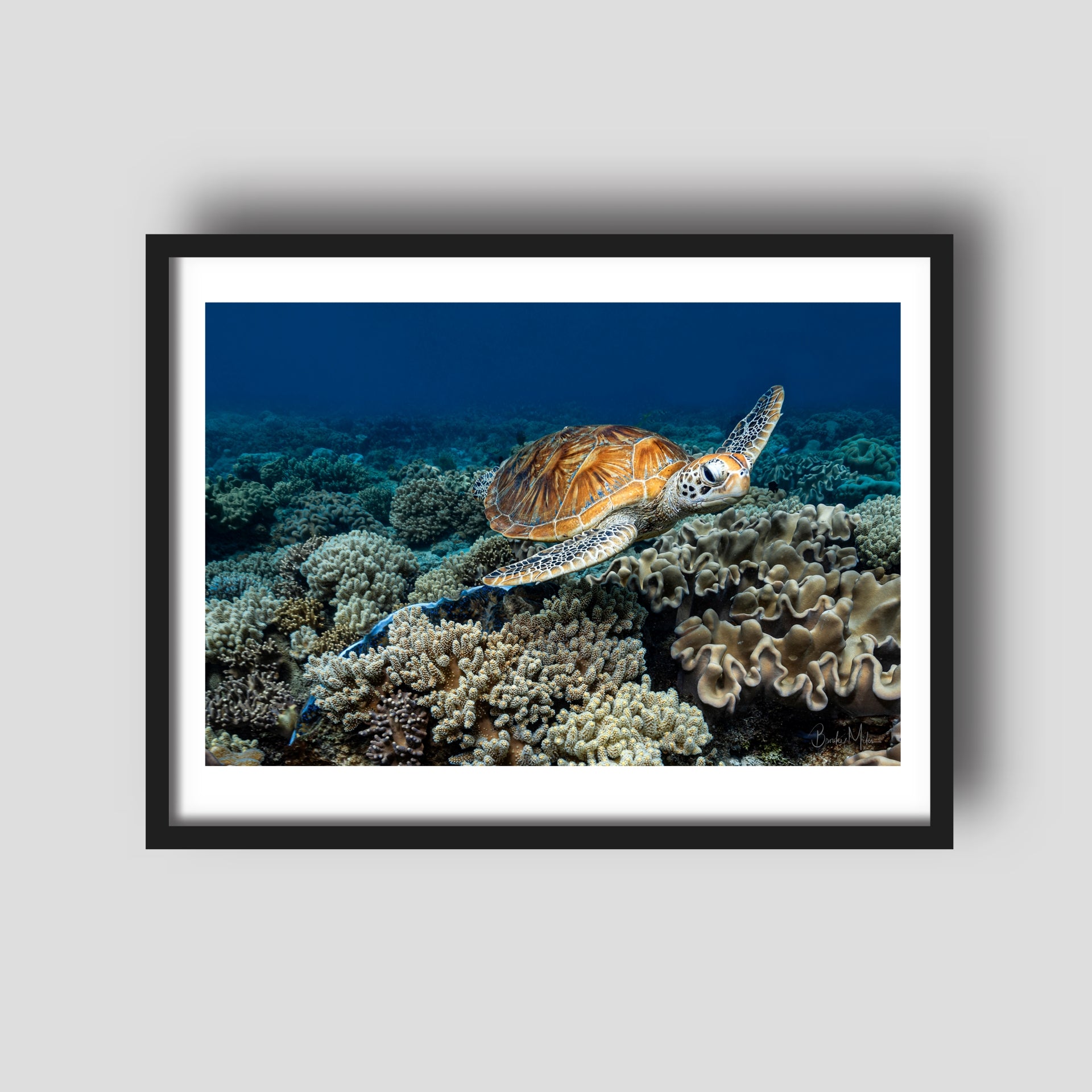 Glider - Turtle Print
