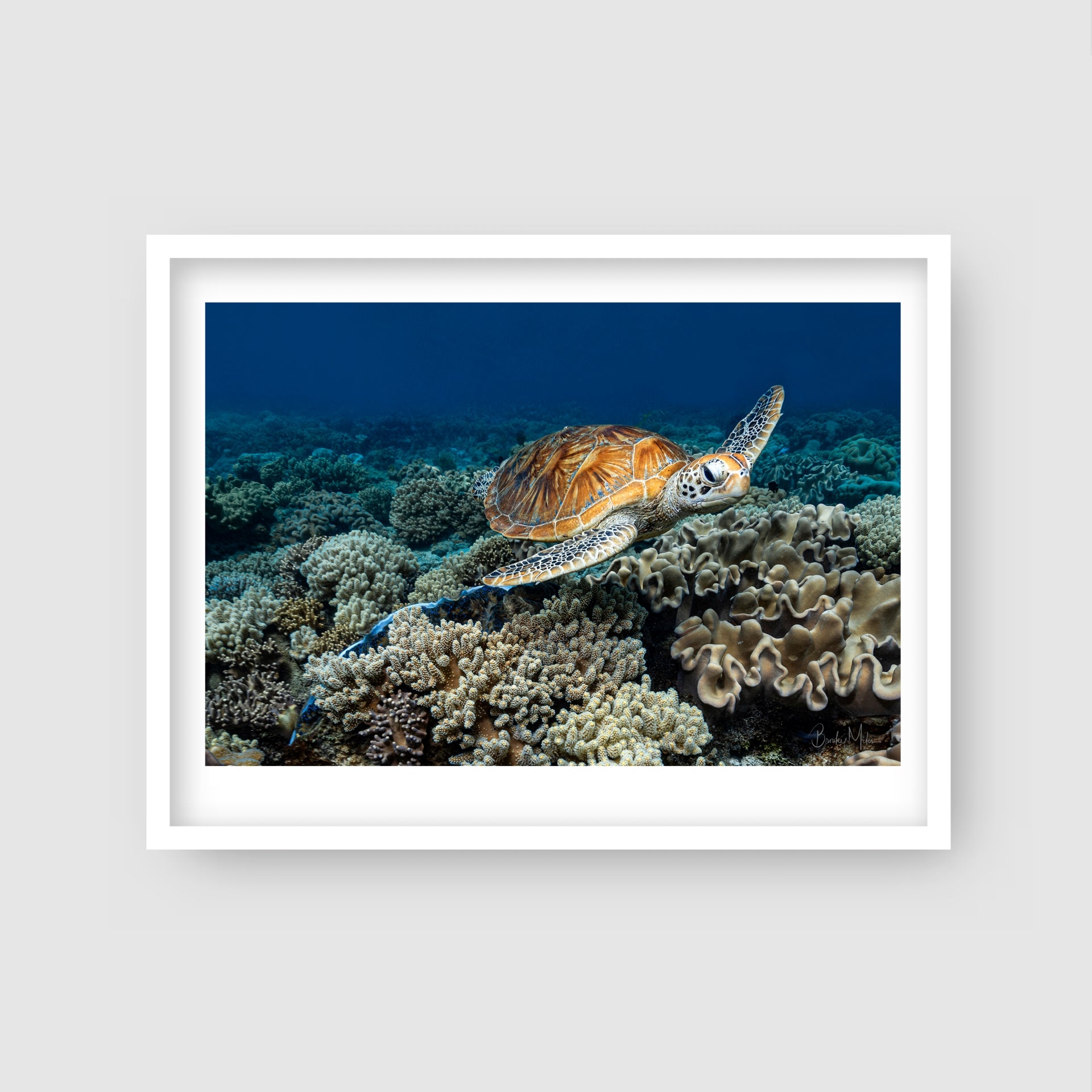 Glider - Turtle Print