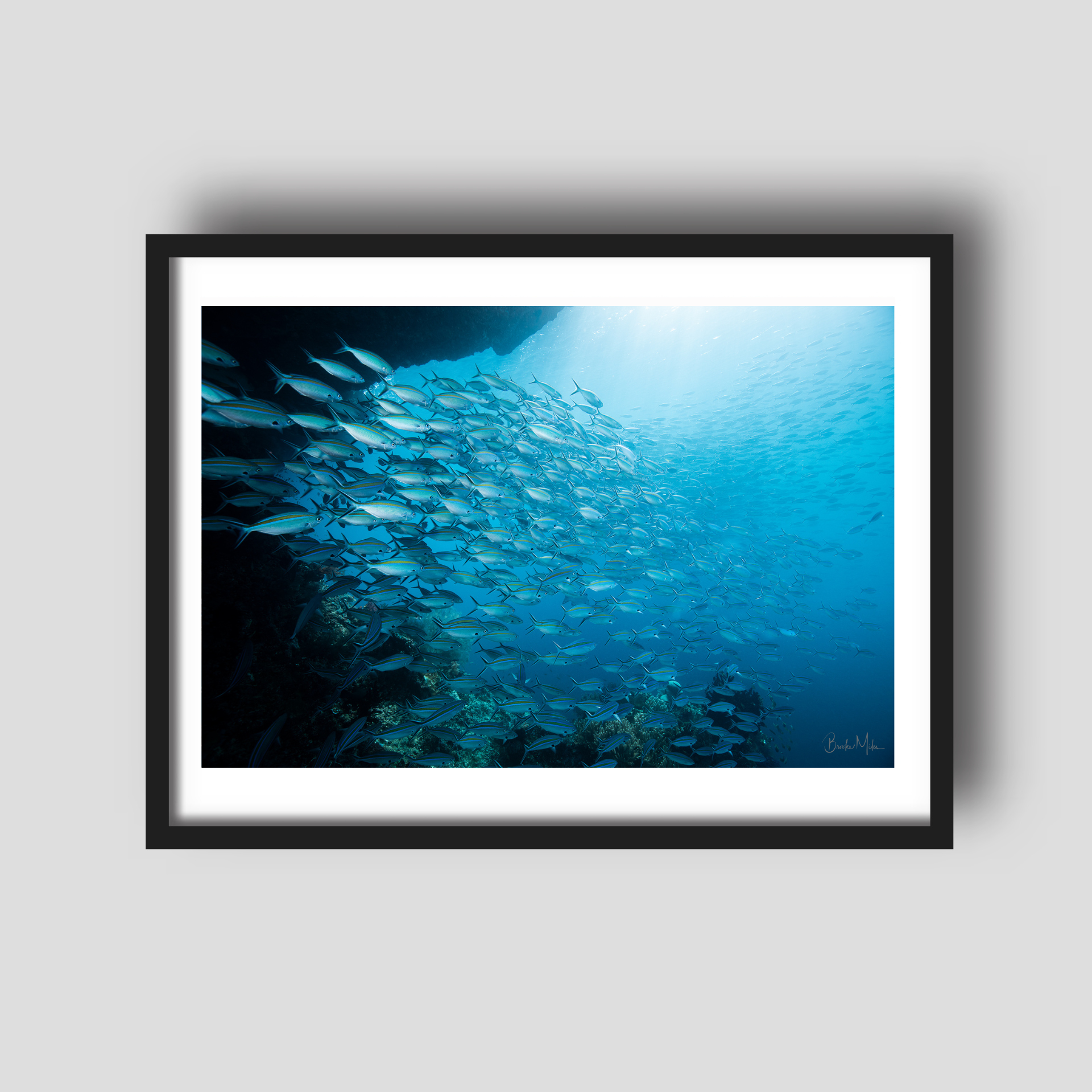 Gold Rush - Underwater Fish Print