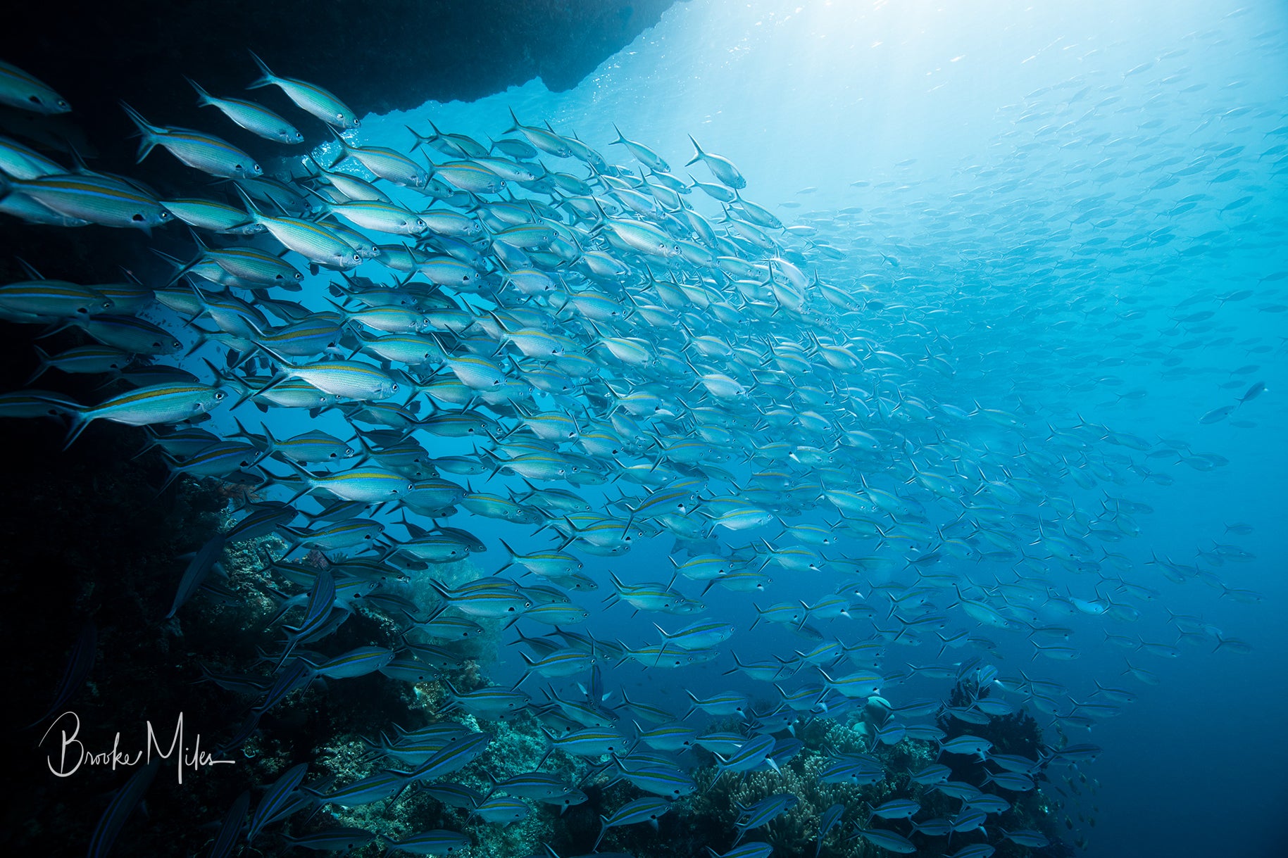 Gold Rush - Underwater Fish Print